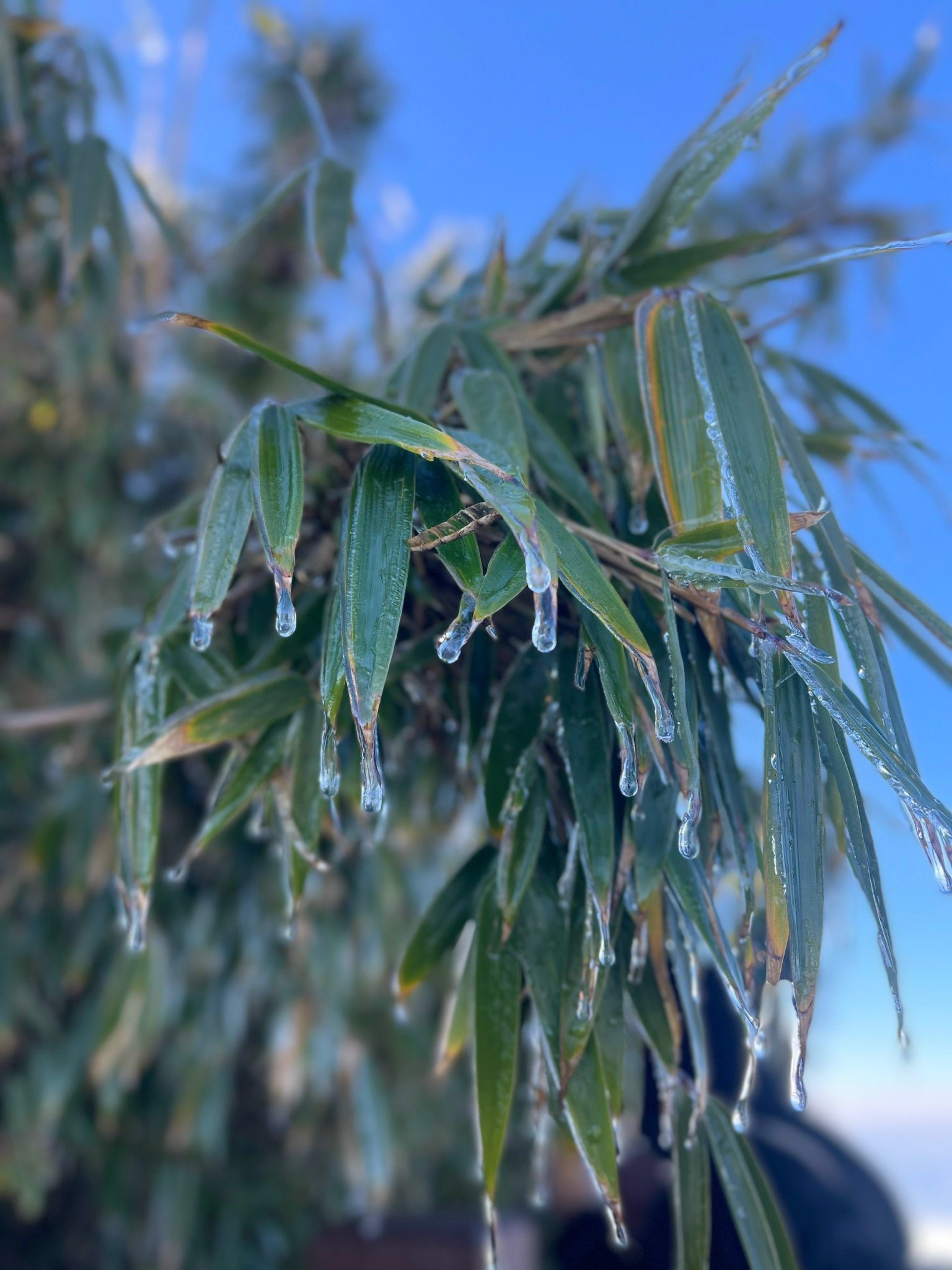 Bang gia xuat hien tren dinh Fansipan hinh anh