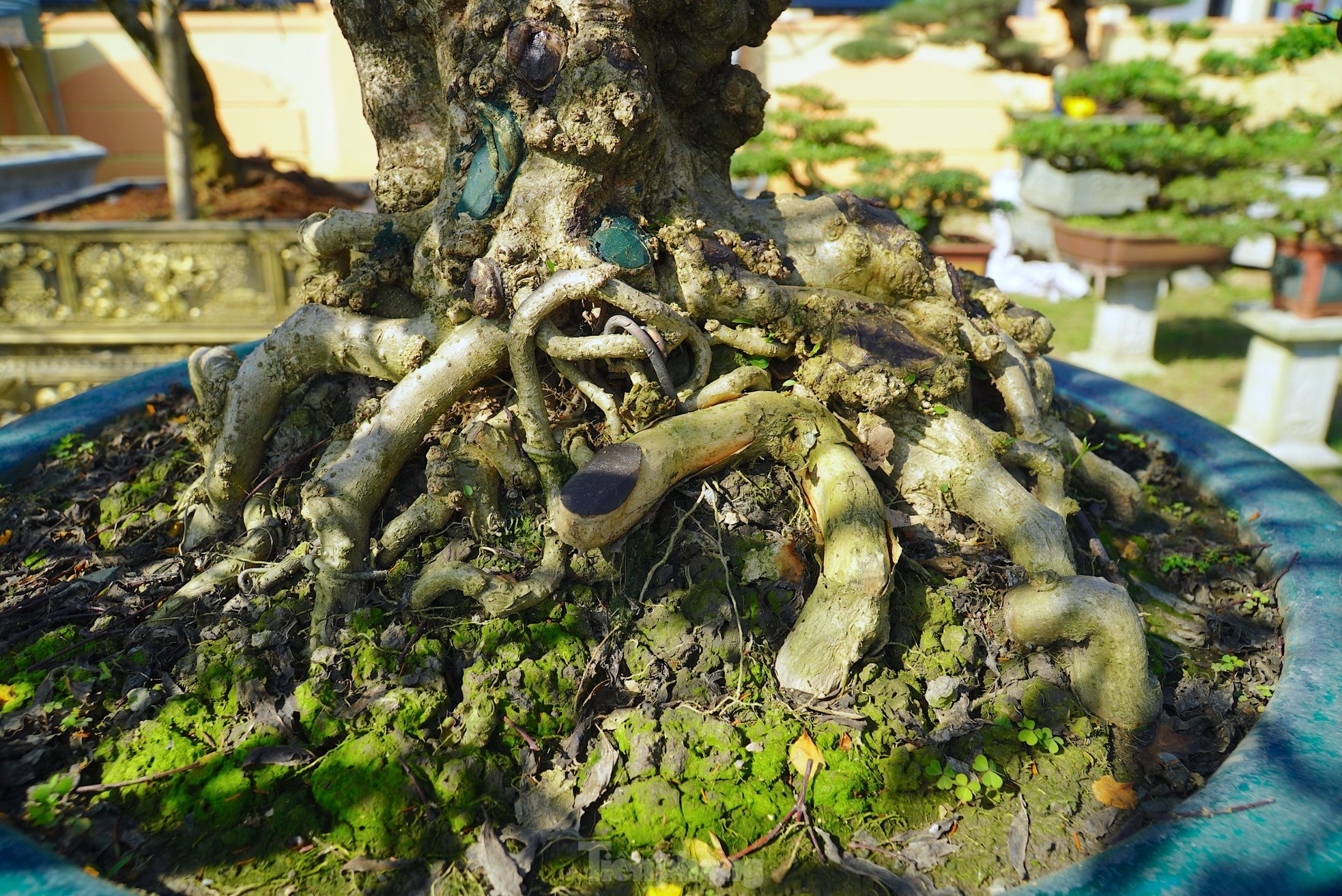 cay canh Tet Nguyen dan anh 8