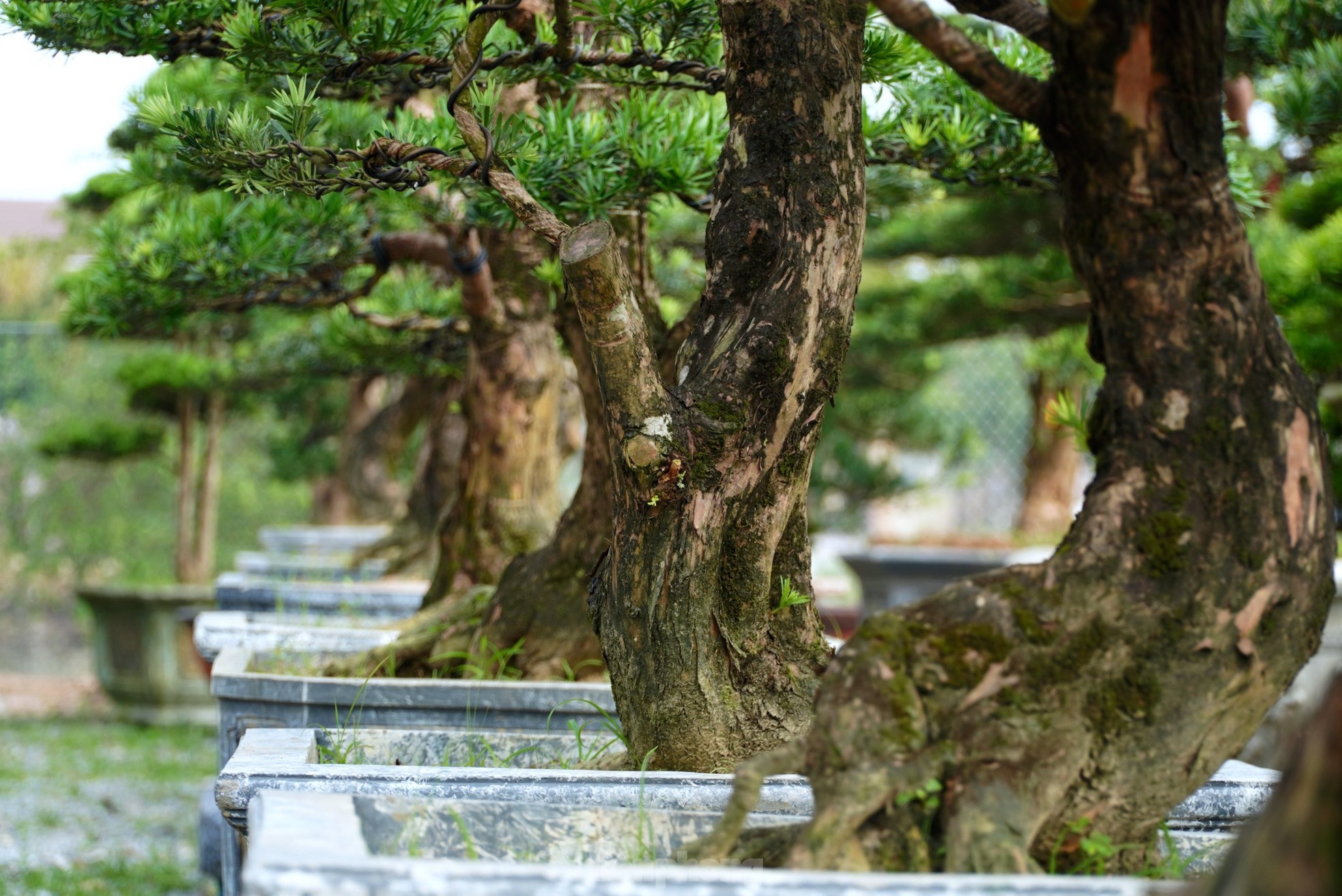 cay canh Tet Nguyen dan anh 7