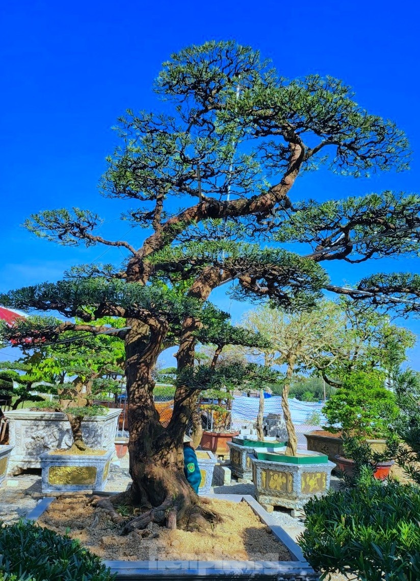 cay canh Tet Nguyen dan anh 5