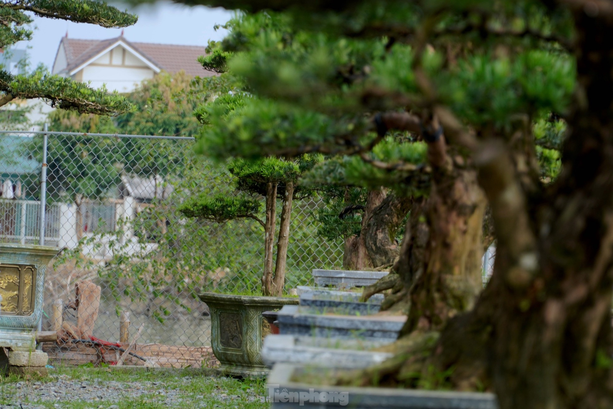 cay canh Tet Nguyen dan anh 2