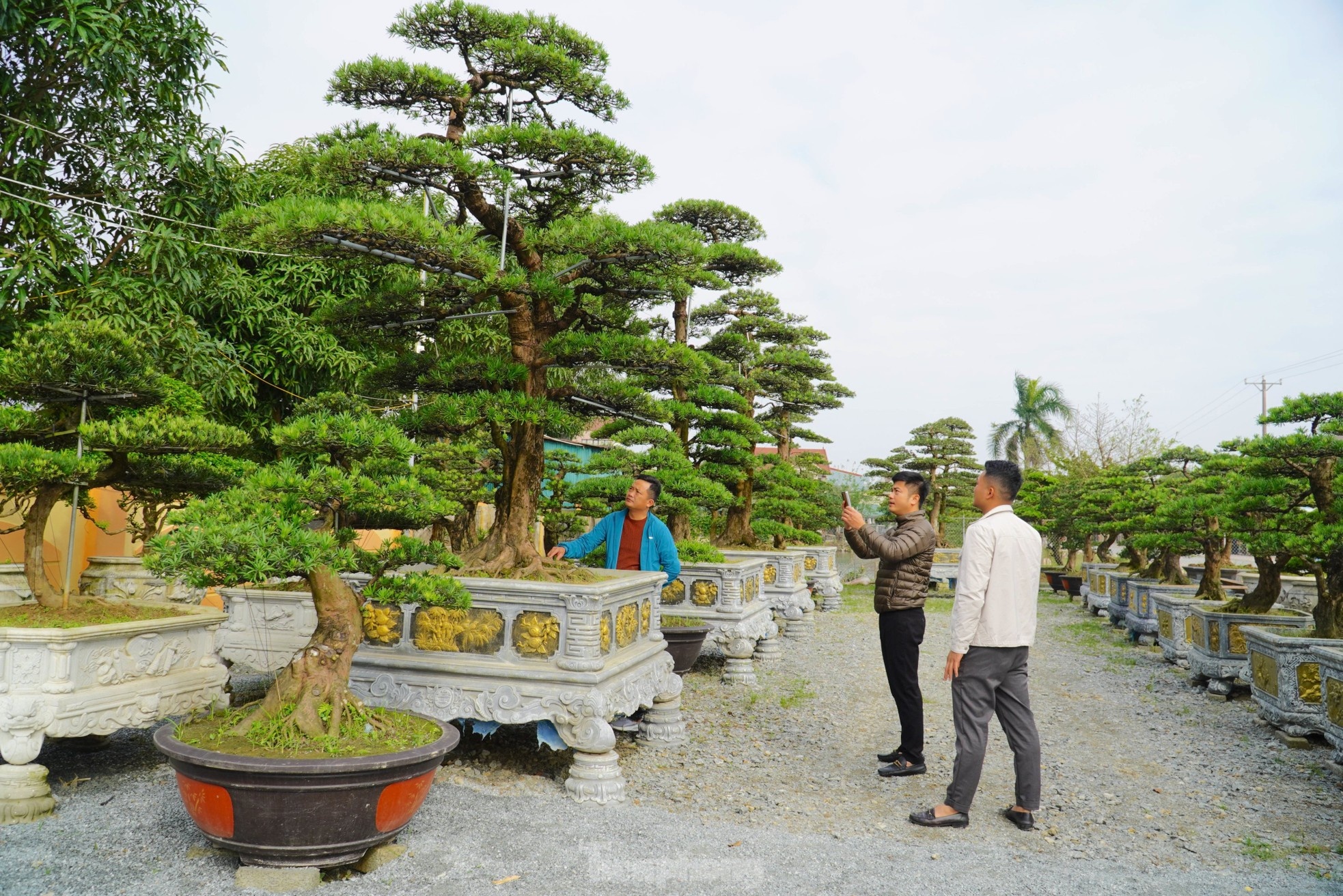 cay canh Tet Nguyen dan anh 1