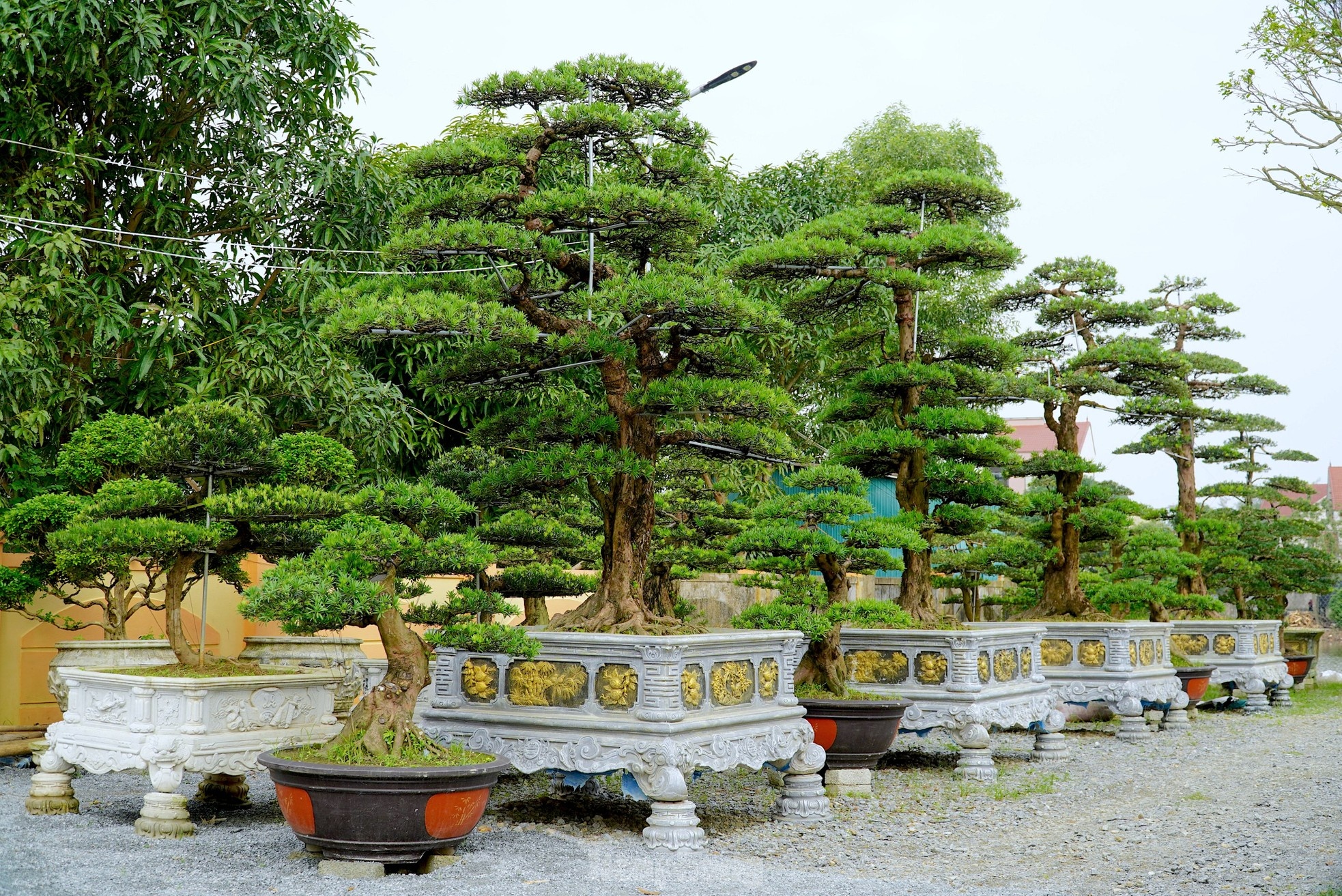 Nhung goc tung La Han ‘khung’ gia hang tram trieu hut khach dip Tet hinh anh