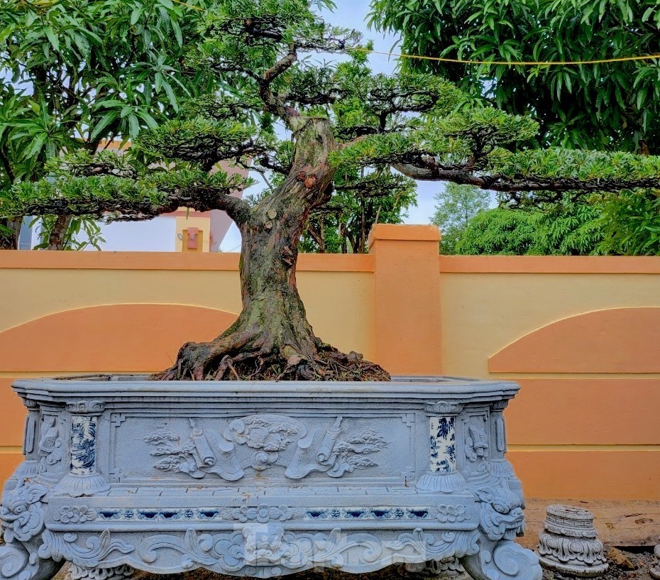 cay canh Tet Nguyen dan anh 4