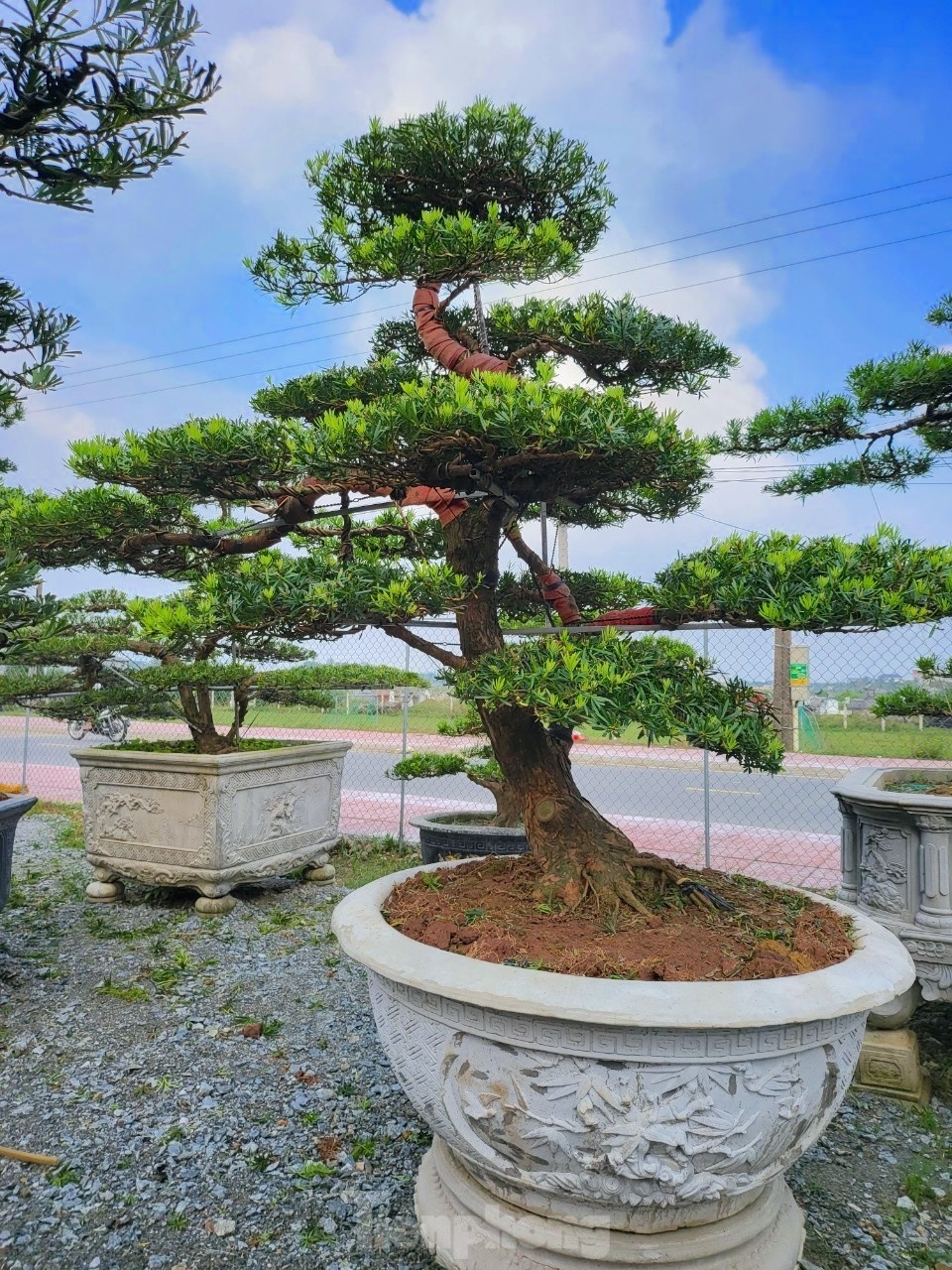 cay canh Tet Nguyen dan anh 10