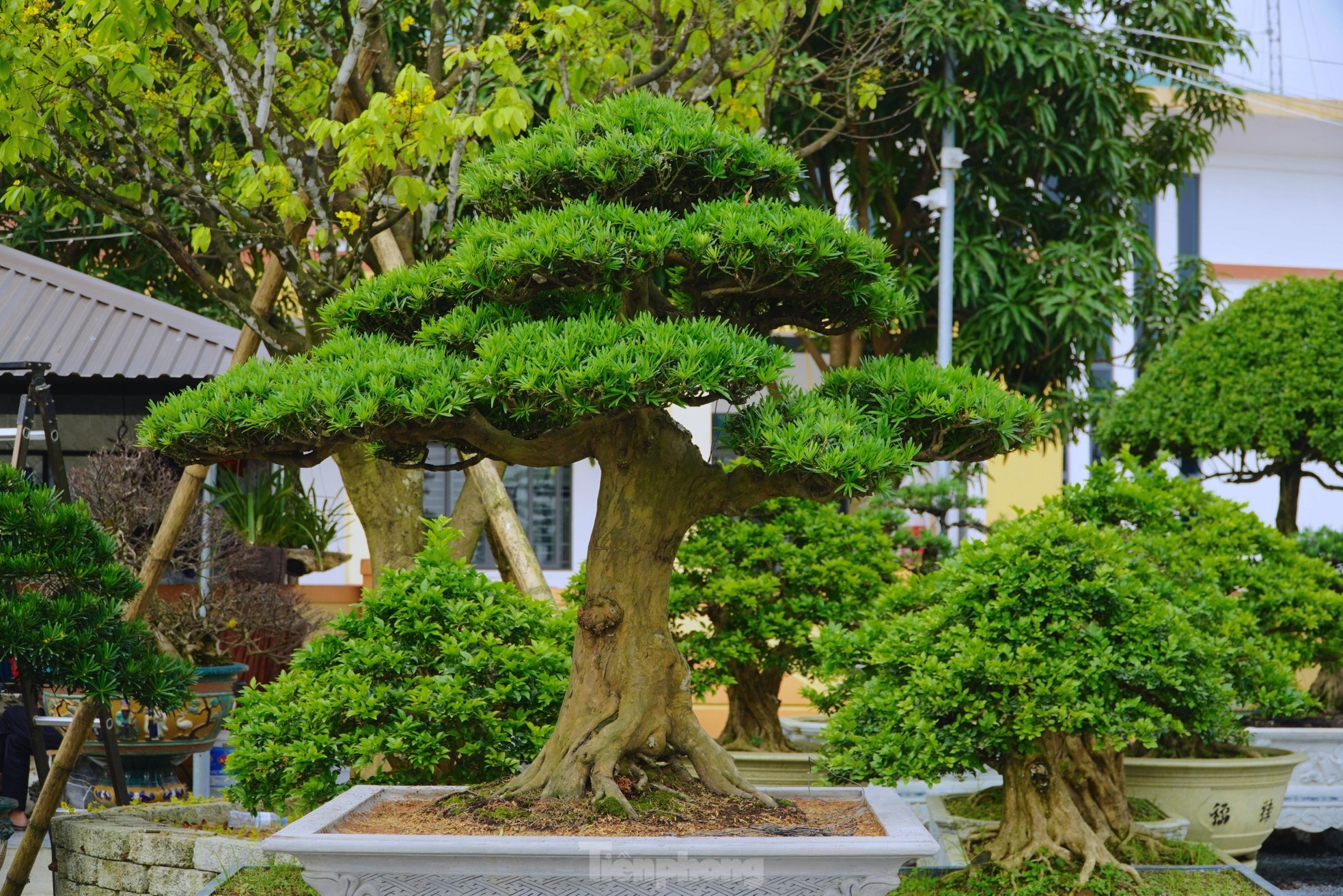 cay canh Tet Nguyen dan anh 9