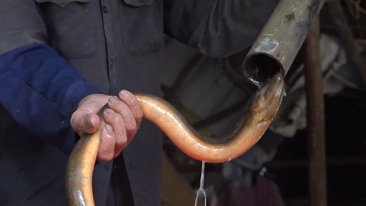 rung U Minh Ha anh 3