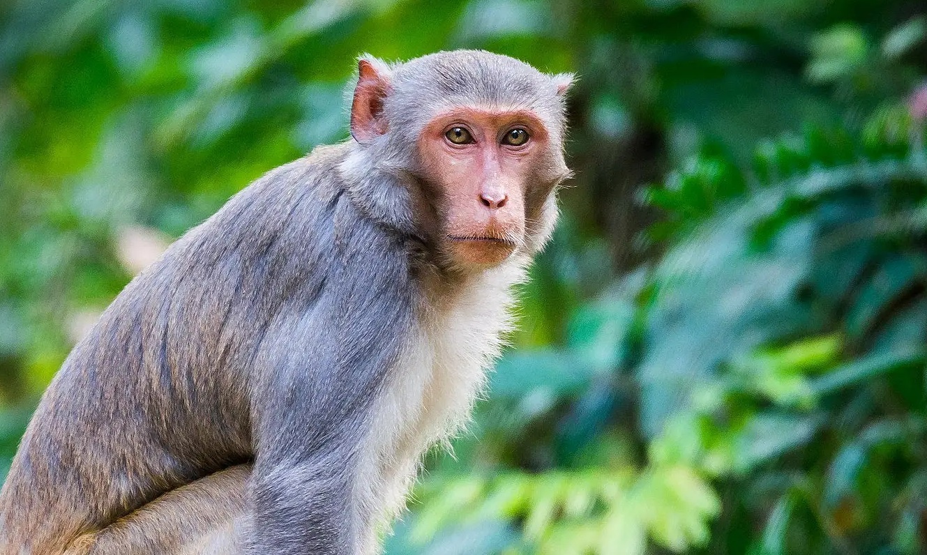 Tim cach vay bat con khi xam nhap san bay Noi Bai hinh anh