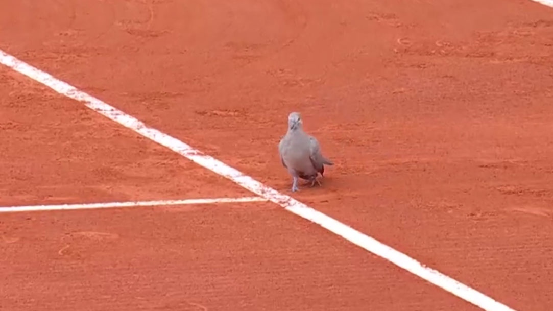 Chu chim buong binh khien tran dau cua Nadal bi tam dung hinh anh