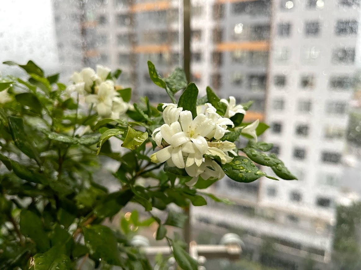 chỉnh ảnh chuyên nghiệp với reno6 ảnh 3 chinh anh chuyen nghiep voi reno6 anh 3