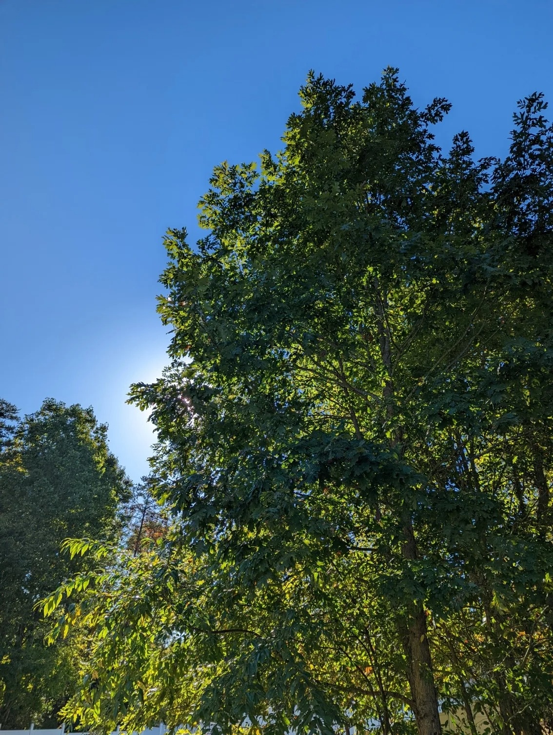 Nhung danh gia dau tien ve Pixel 6 va Pixel 6 Pro anh 8