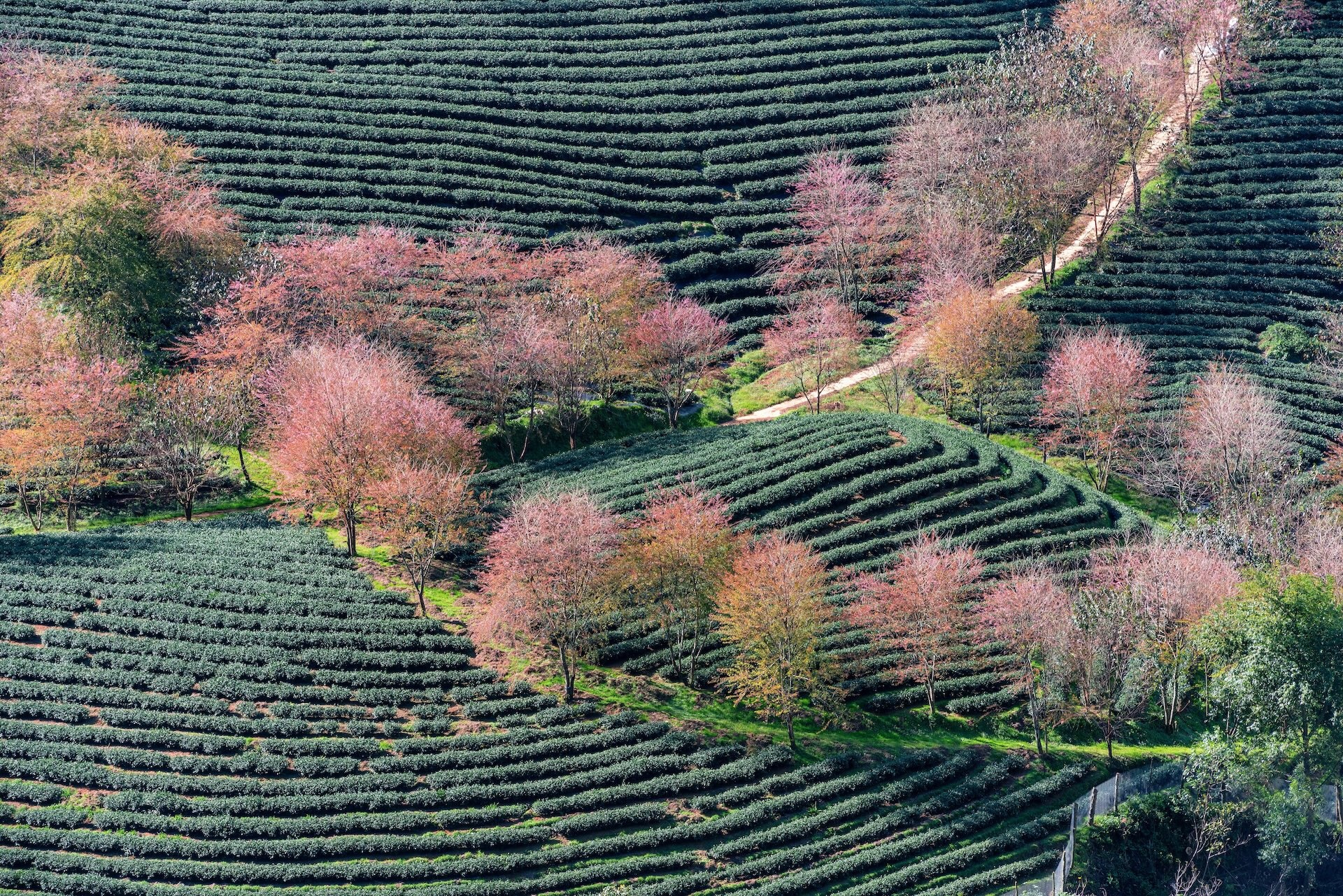 Mo bat nam Binh Ngo, ‘phi nhu ngua’ voi 5 dia diem du lich Tet nay hinh anh