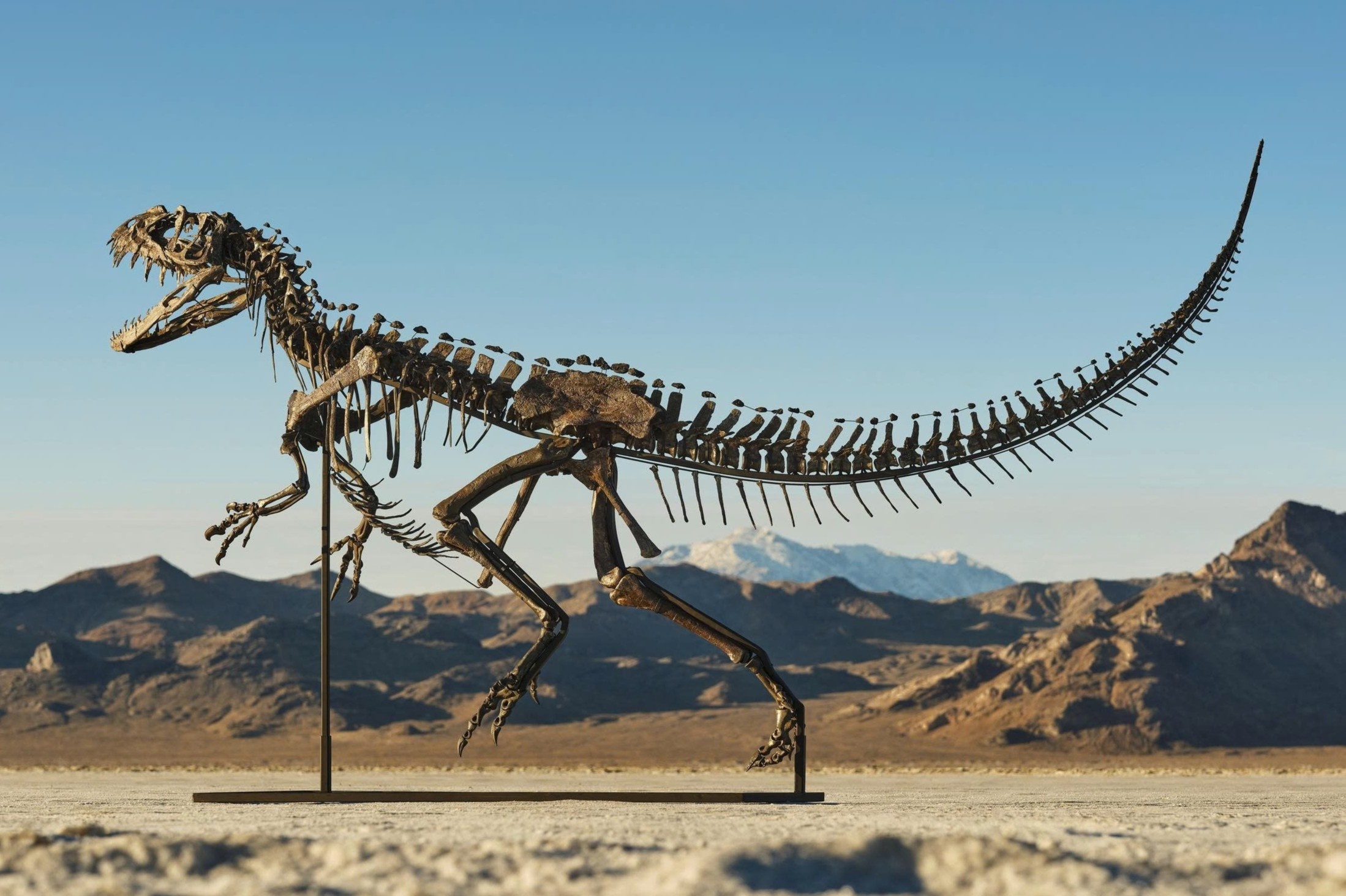 Bo xuong khung long lap ky luc 30,5 trieu USD hinh anh