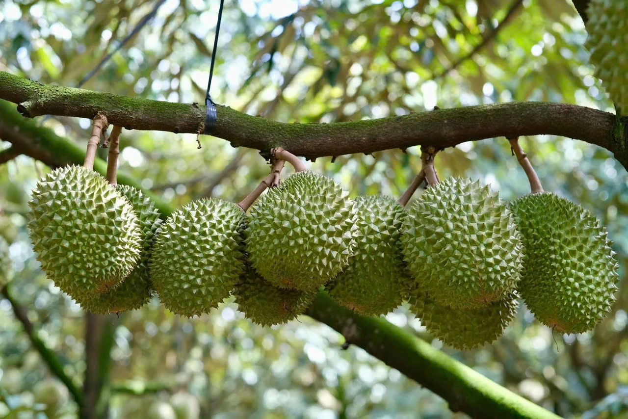 Giá sầu riêng tăng trở lại