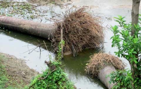 Vuon cau vua bac ty gio lam thuc an cho lon hinh anh