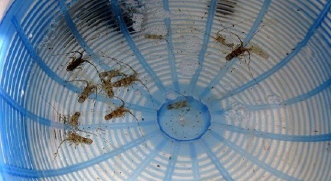 Tom hum giong dau vu gia cao ky luc hinh anh