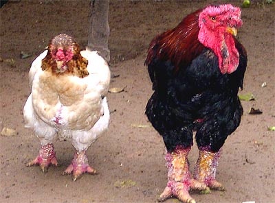 'Ga tien vua' Dong Tao chay hang hinh anh