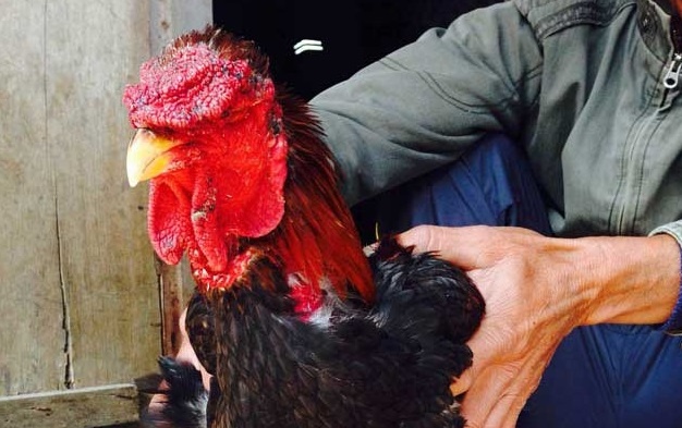 Doi ga Dong Tao gia hon 1 cay vang o Hung Yen hinh anh