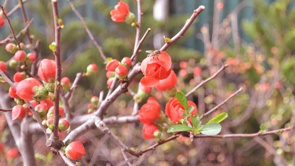 Mai do Trung Quoc gia re lan at mai noi hinh anh