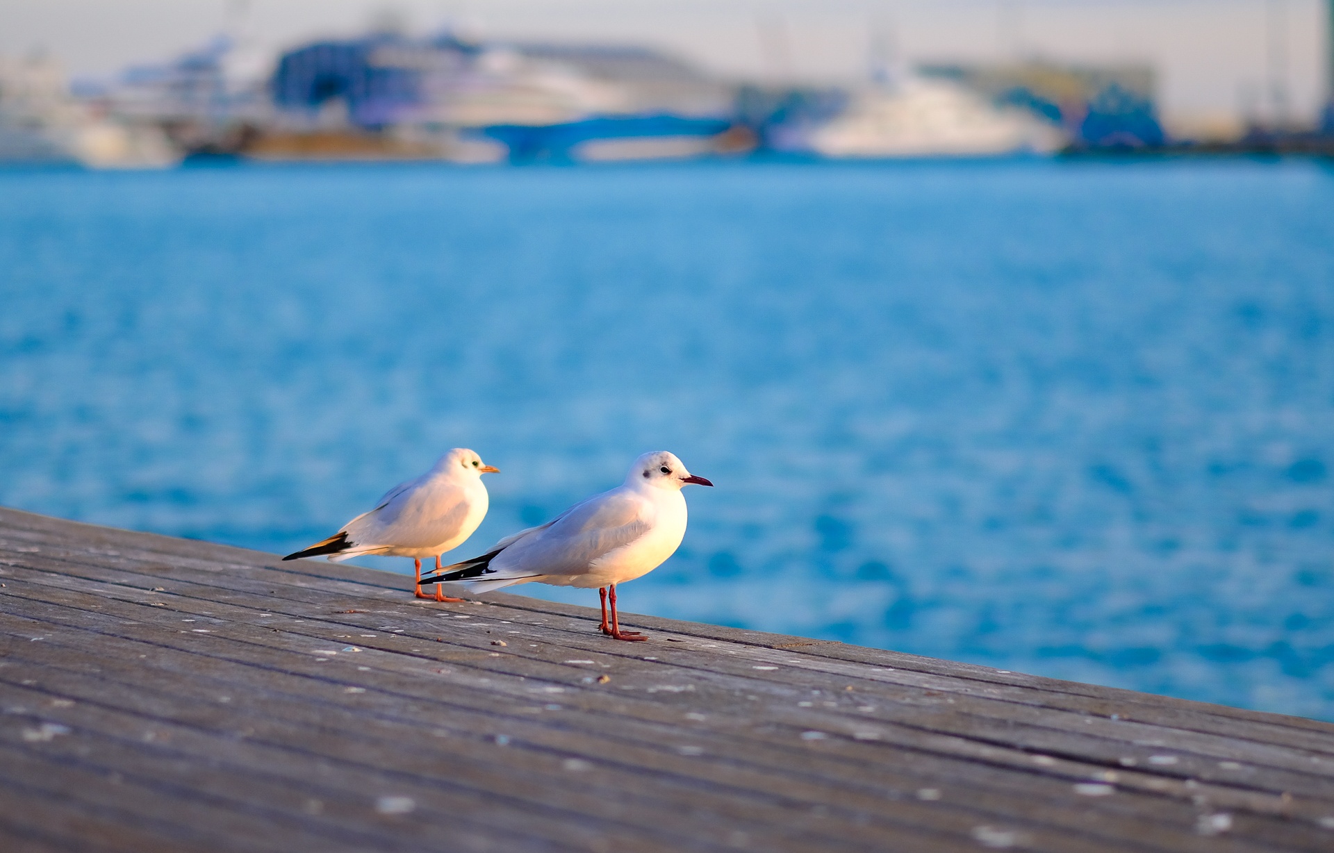 Anh chup tu Fujiflim X-Pro 2 anh 5