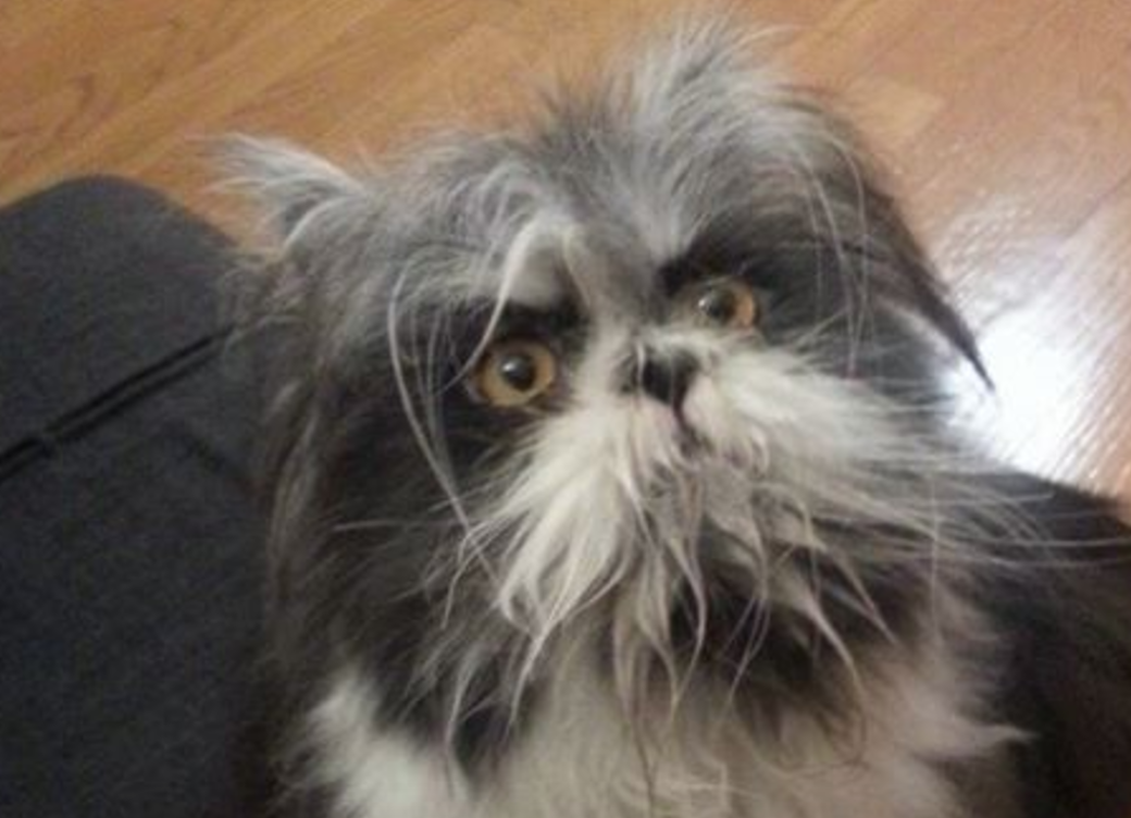 Con vat giong cho lai meo gay tranh cai tren mang xa hoi hinh anh