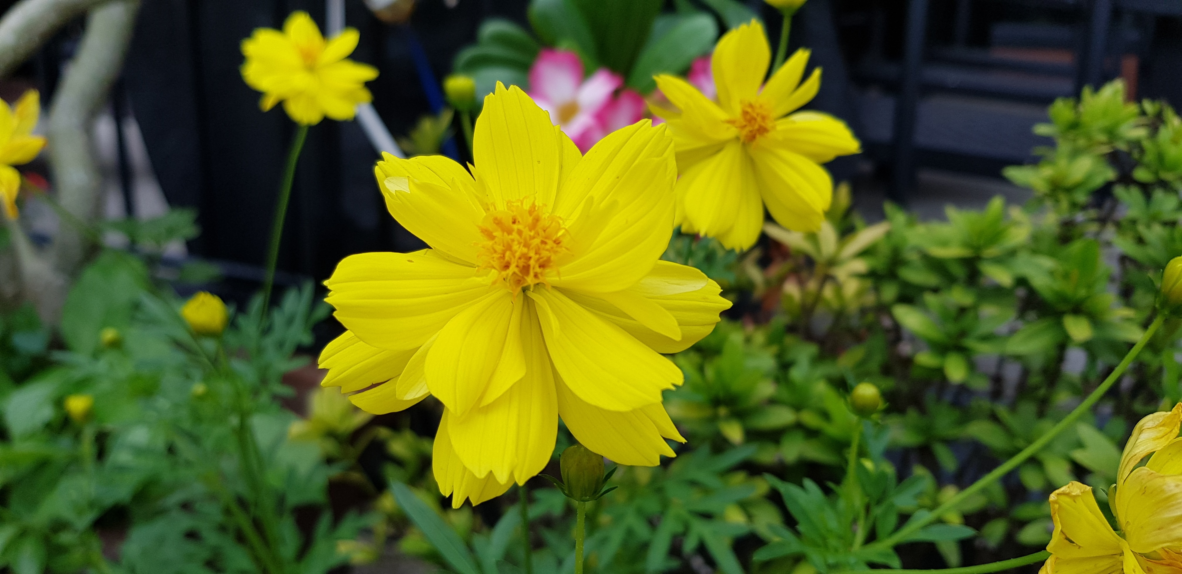 anh chup bang camera cua Galaxy S8 anh 4