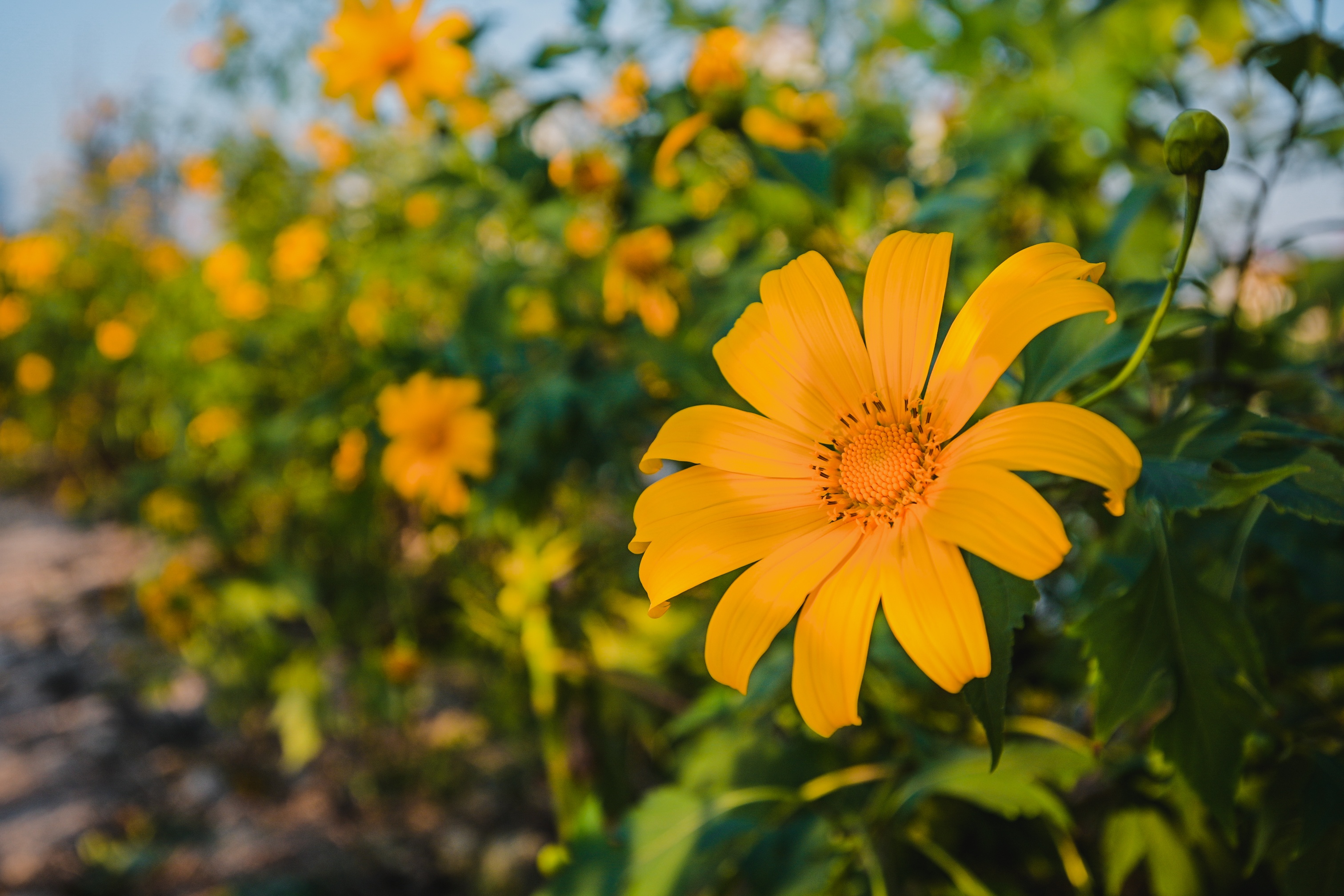 dia diem du lich,  vuon hoa anh 11