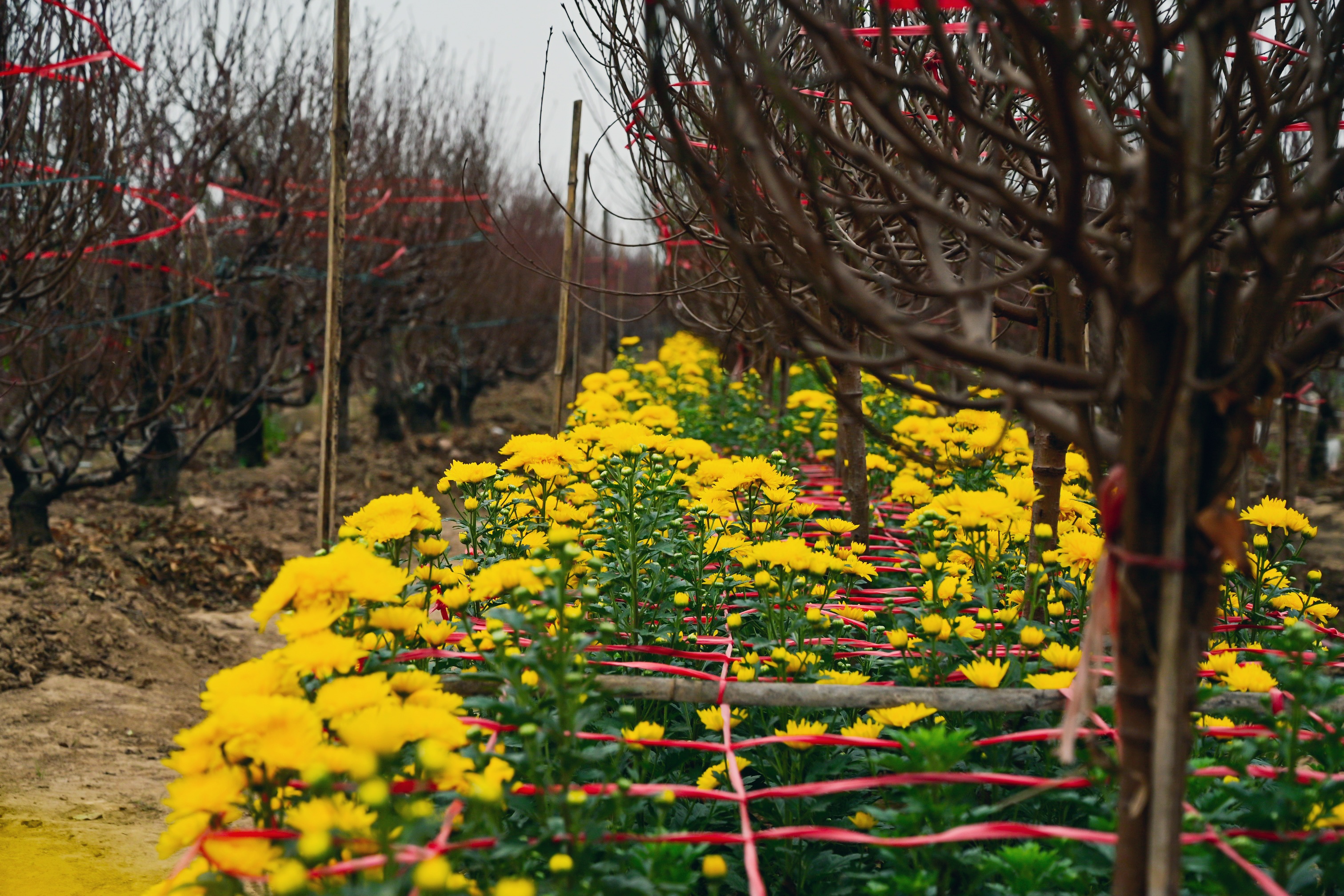 tet,  hoa dao anh 12