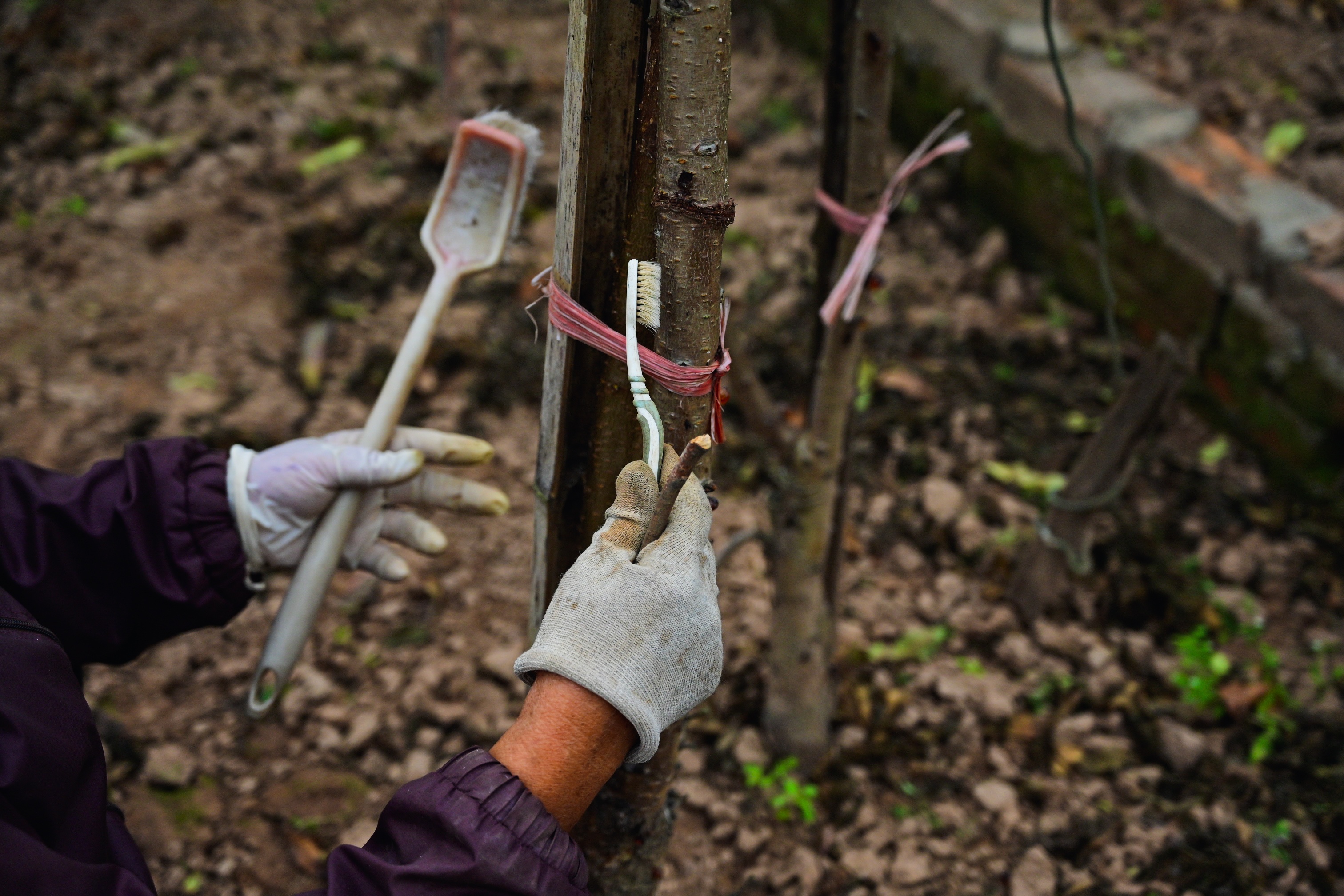 tet,  hoa dao anh 10