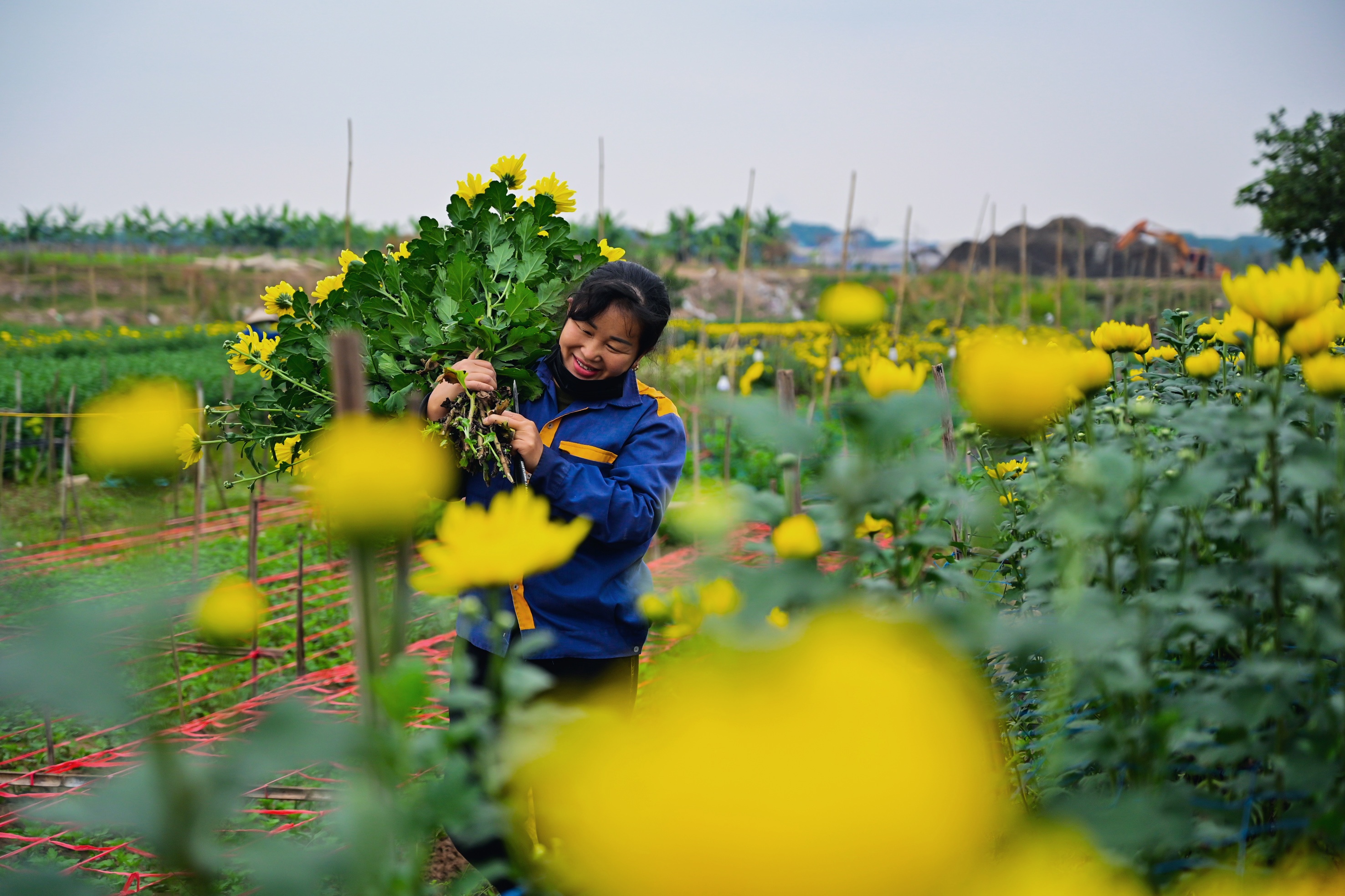 tet,  hoa dao anh 13