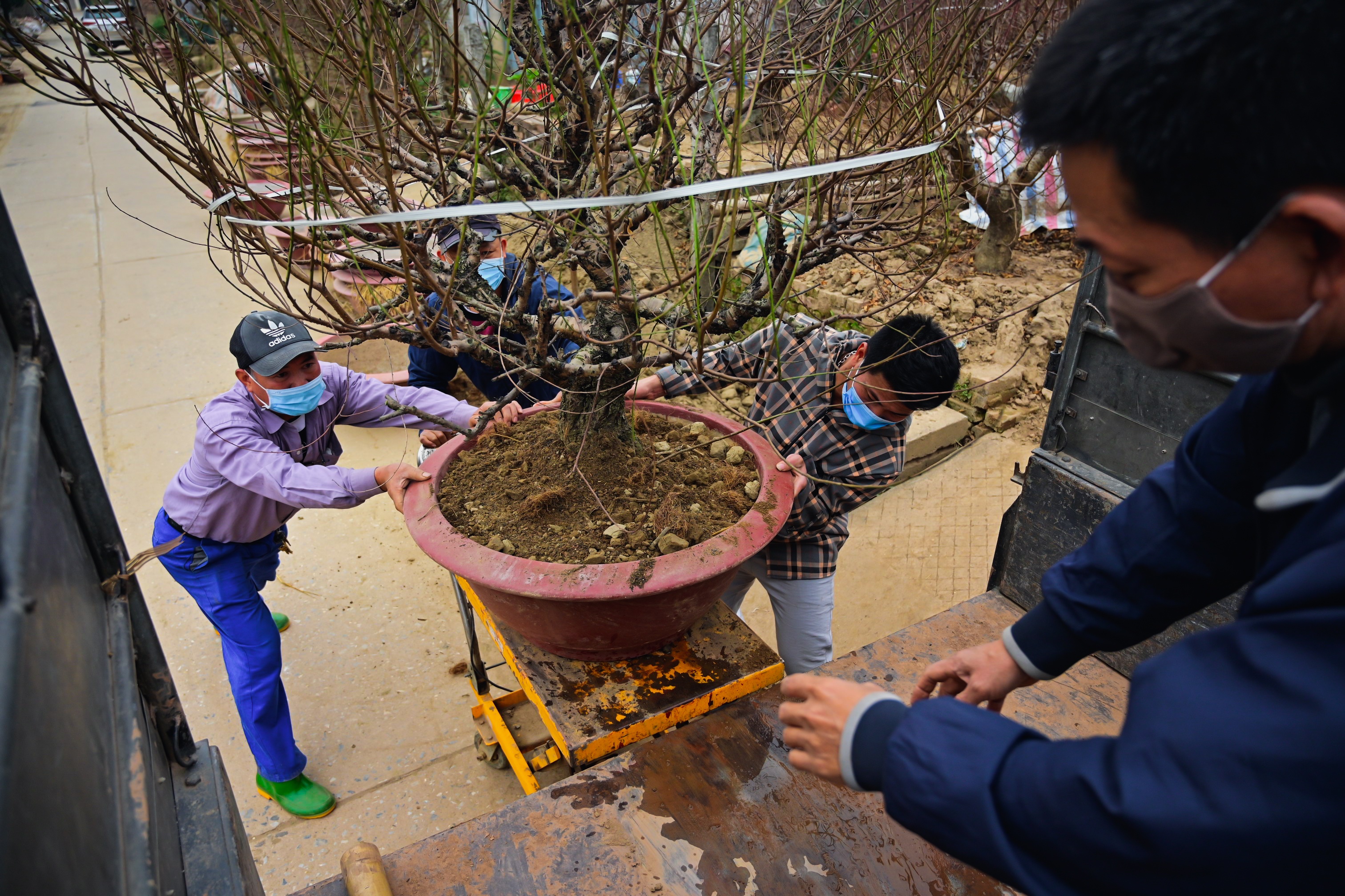 tet,  hoa dao anh 11