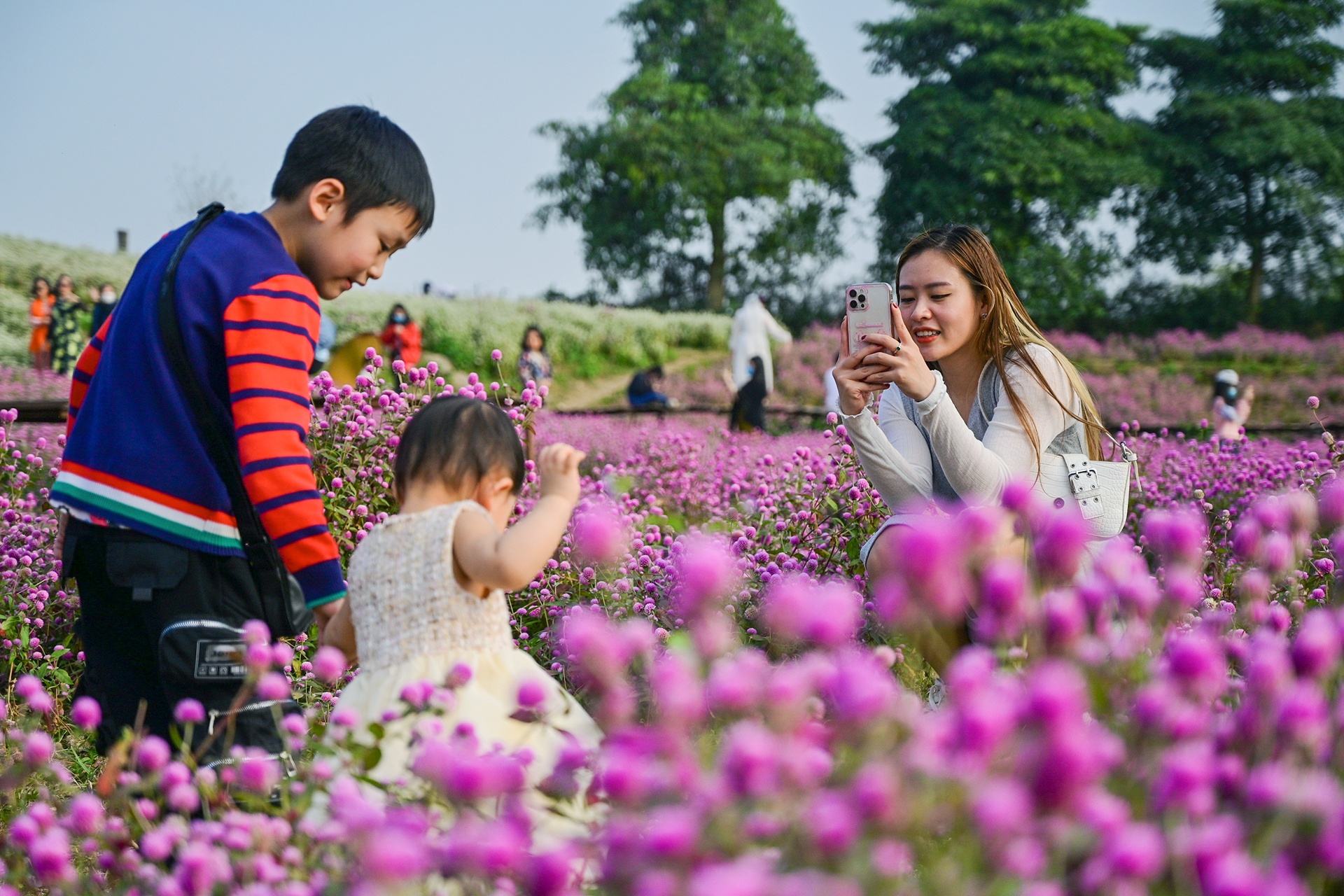 thảo nguyên hoa,  tết dương lịch,  nghỉ lễ  ảnh 4 thao nguyen hoa,  tet duong lich,  nghi le anh 4