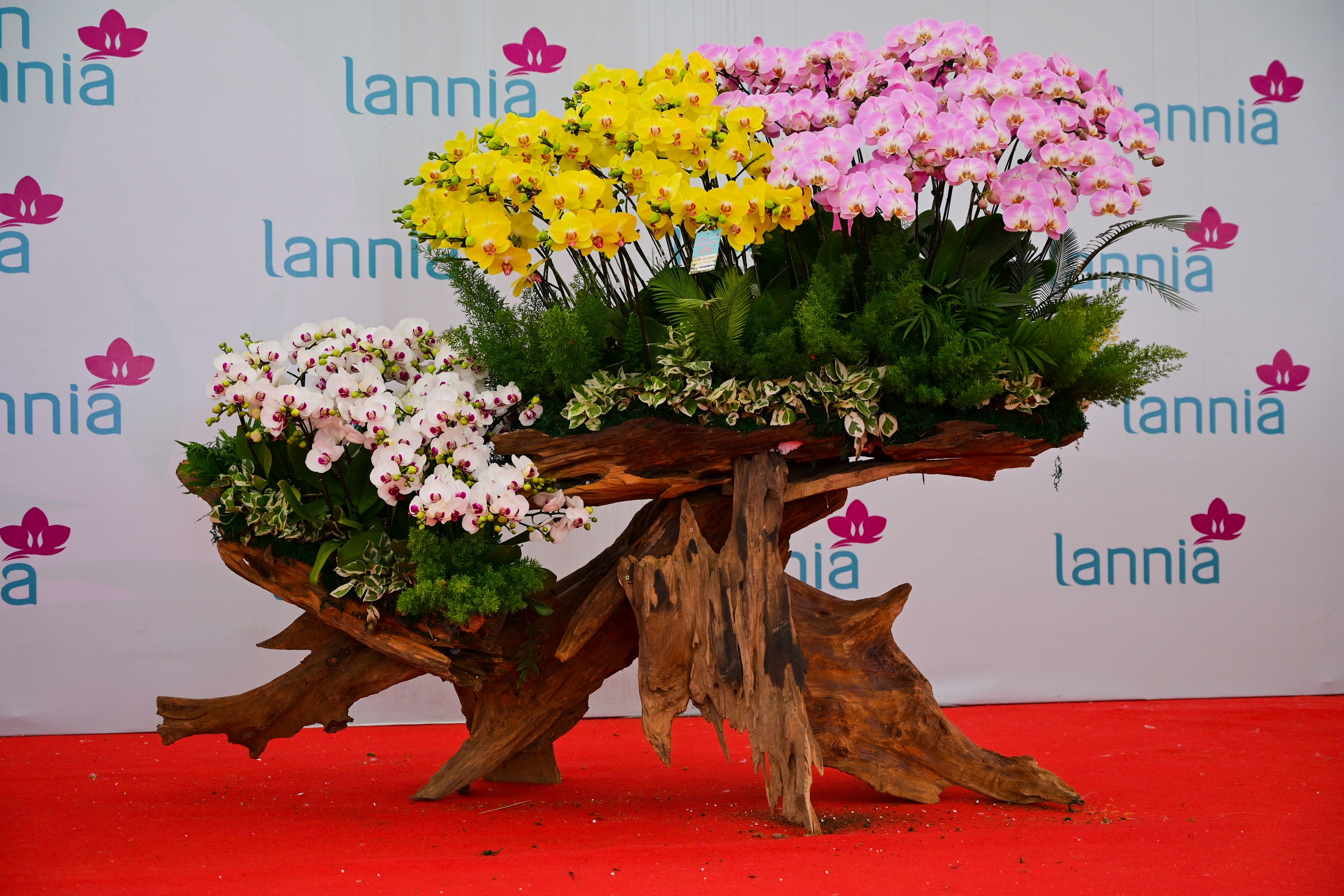 Lan ho diep 'coc ngam kim tien' chao ban 250 trieu dong o san My Dinh hinh anh