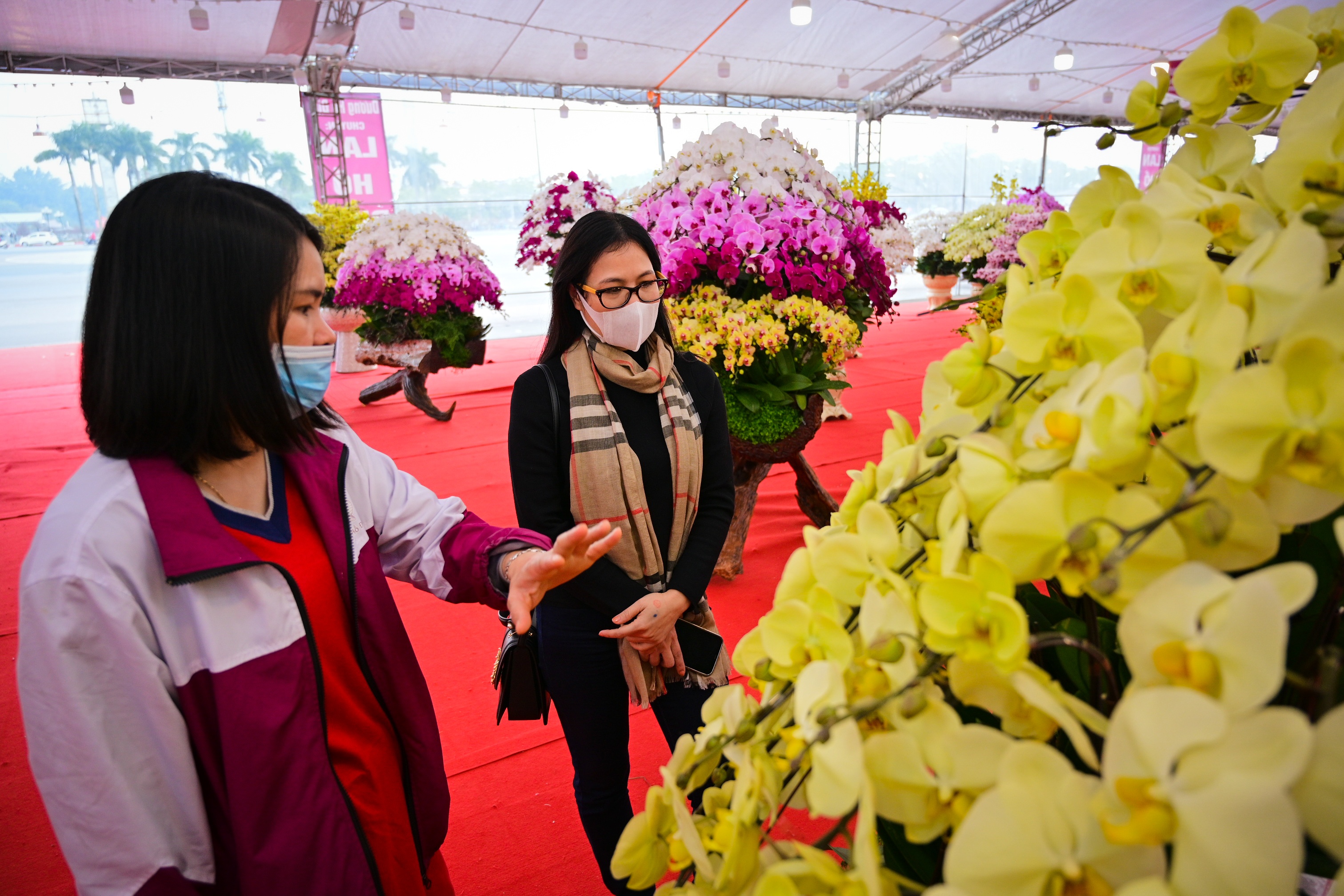 hoa lan ho diep thu hut khach,  lan ho diep gia khung anh 9