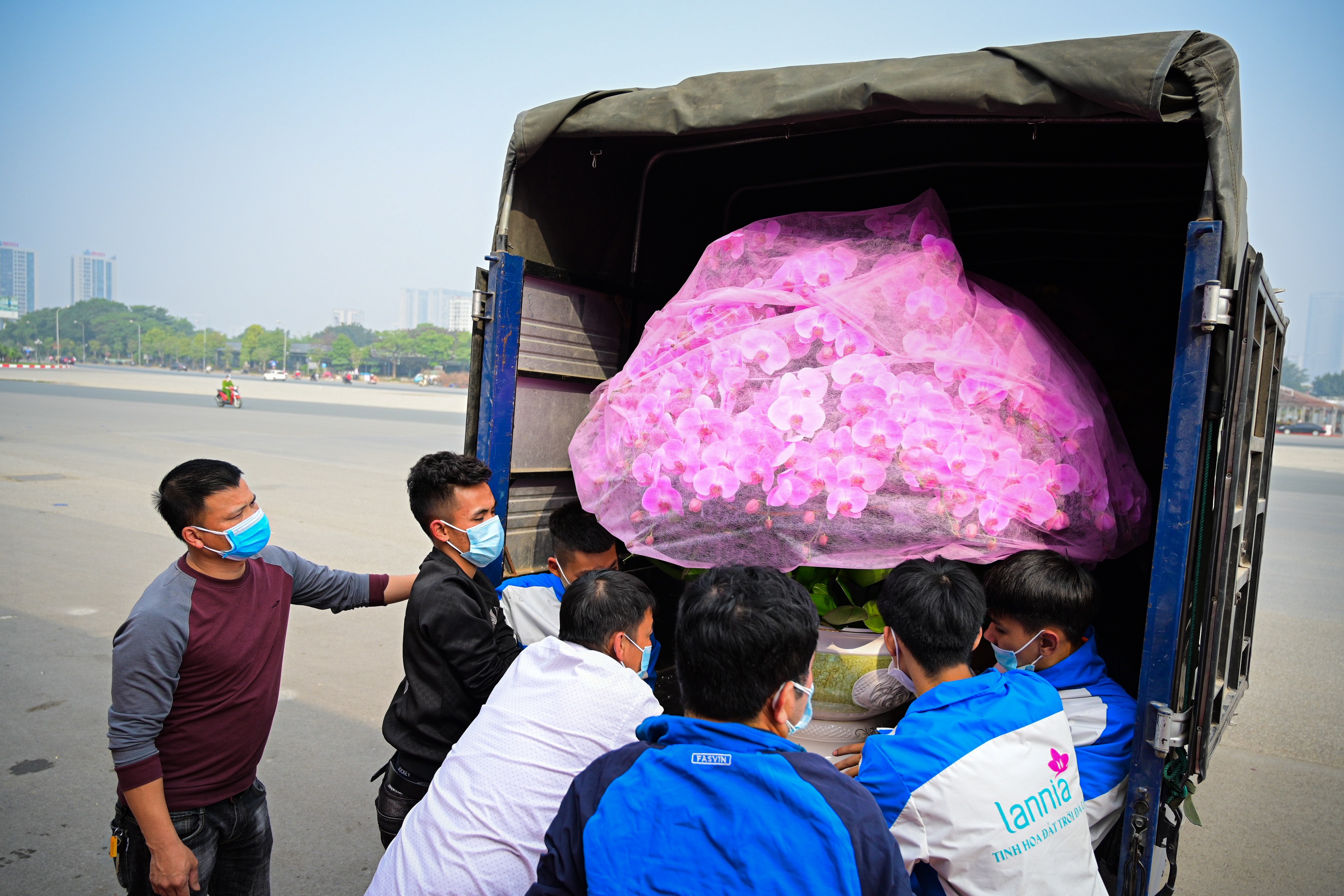 hoa lan ho diep thu hut khach,  lan ho diep gia khung anh 8