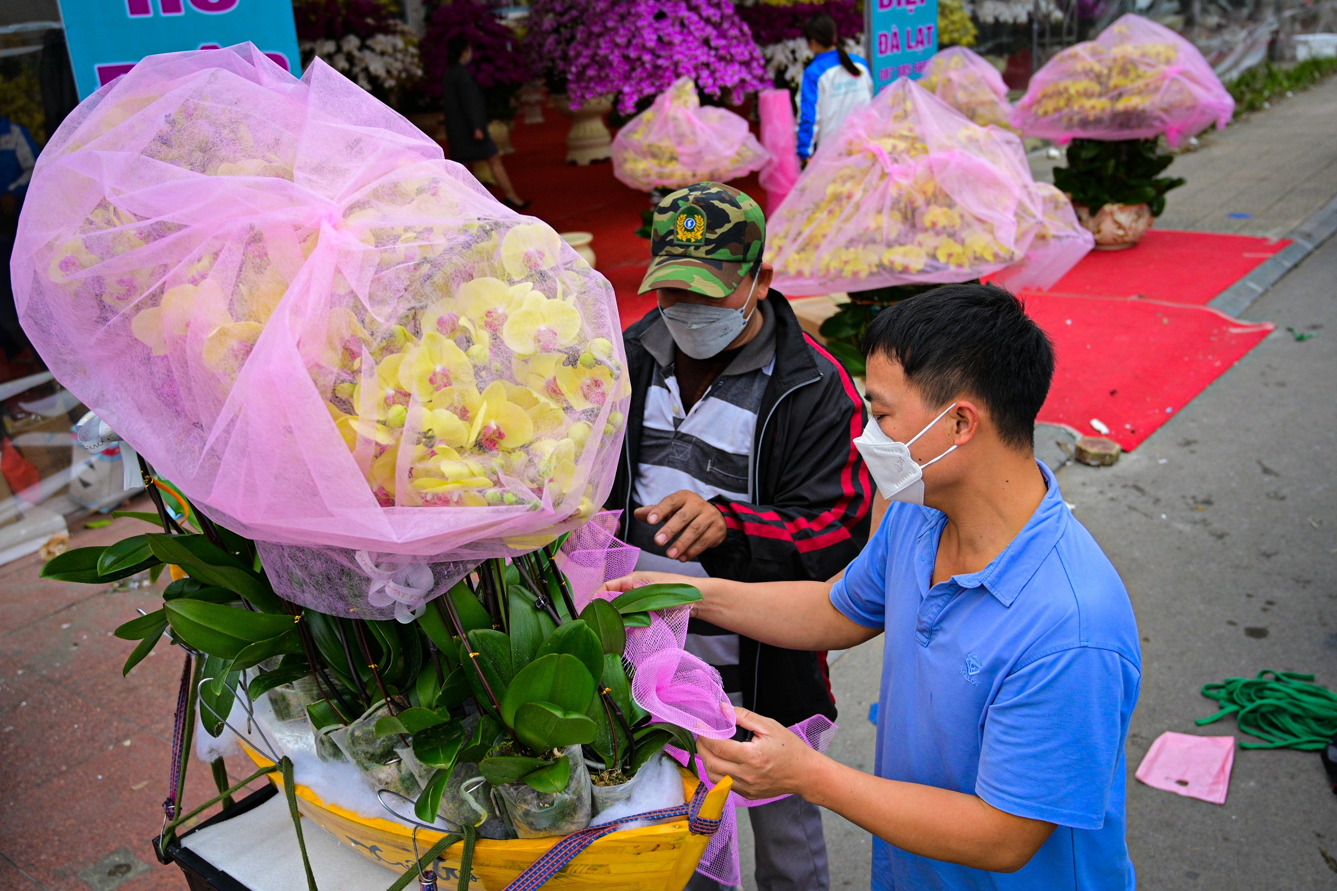 hoa lan ho diep thu hut khach,  lan ho diep gia khung anh 7