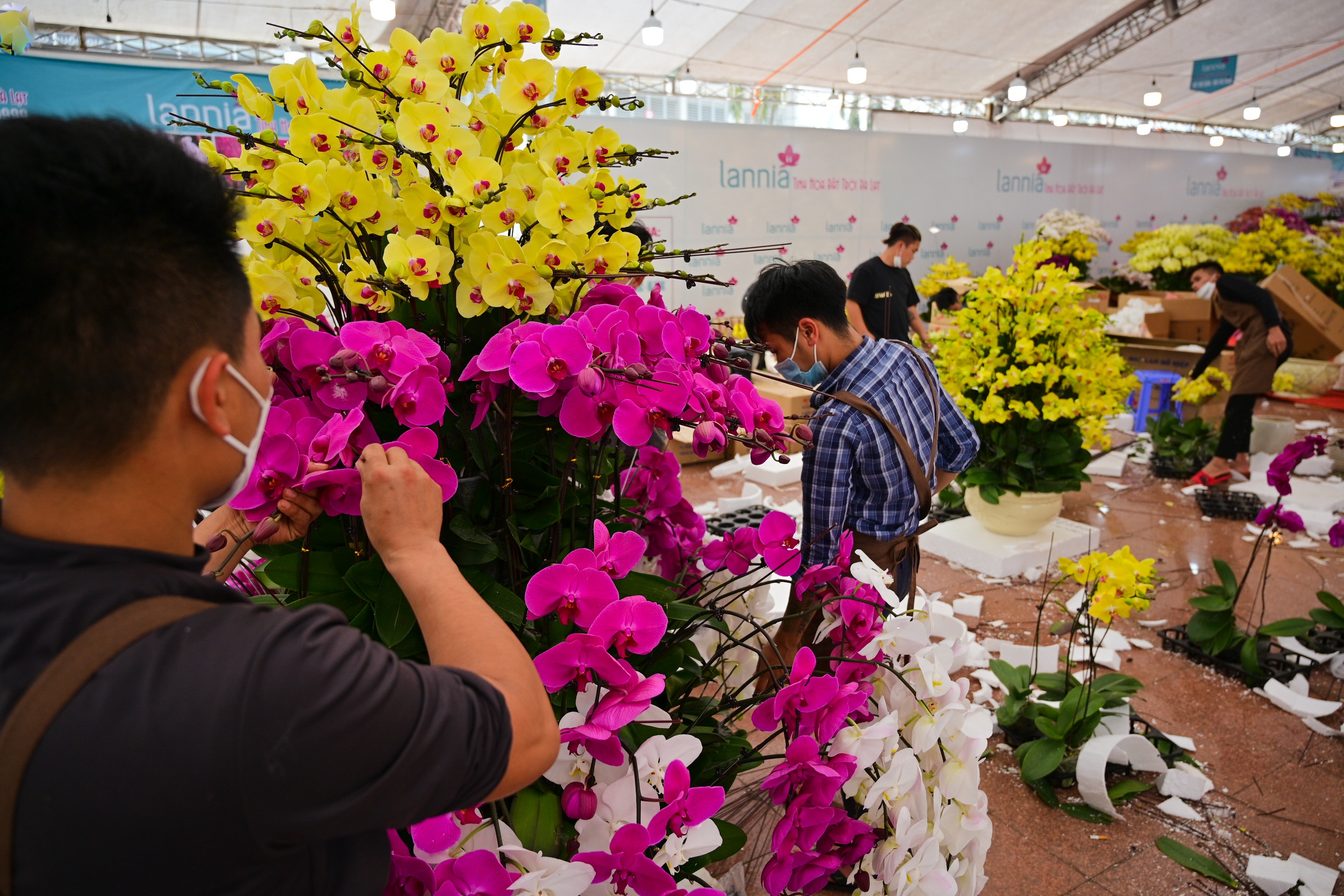 hoa lan ho diep thu hut khach,  lan ho diep gia khung anh 10