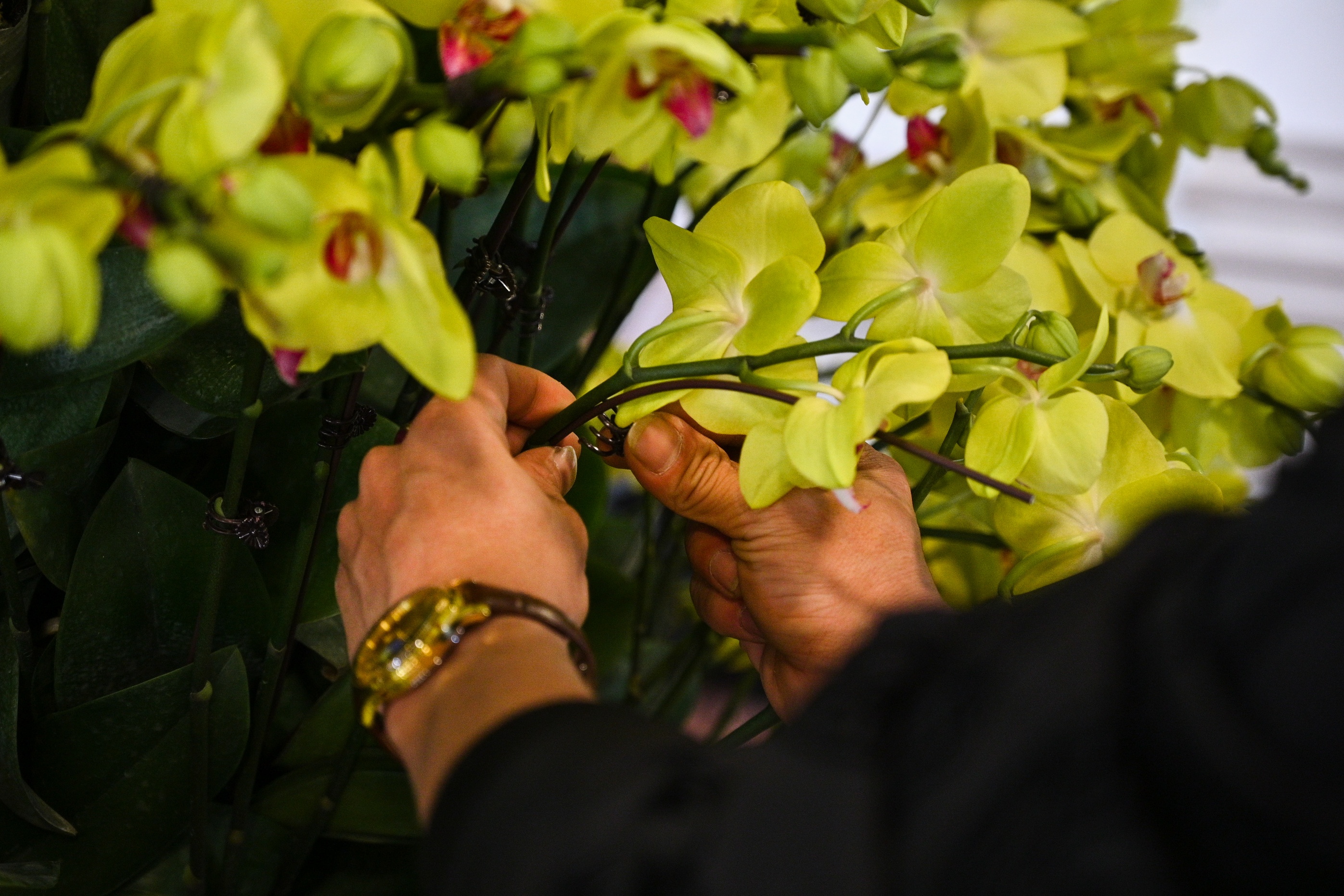 hoa lan ho diep thu hut khach,  lan ho diep gia khung anh 11