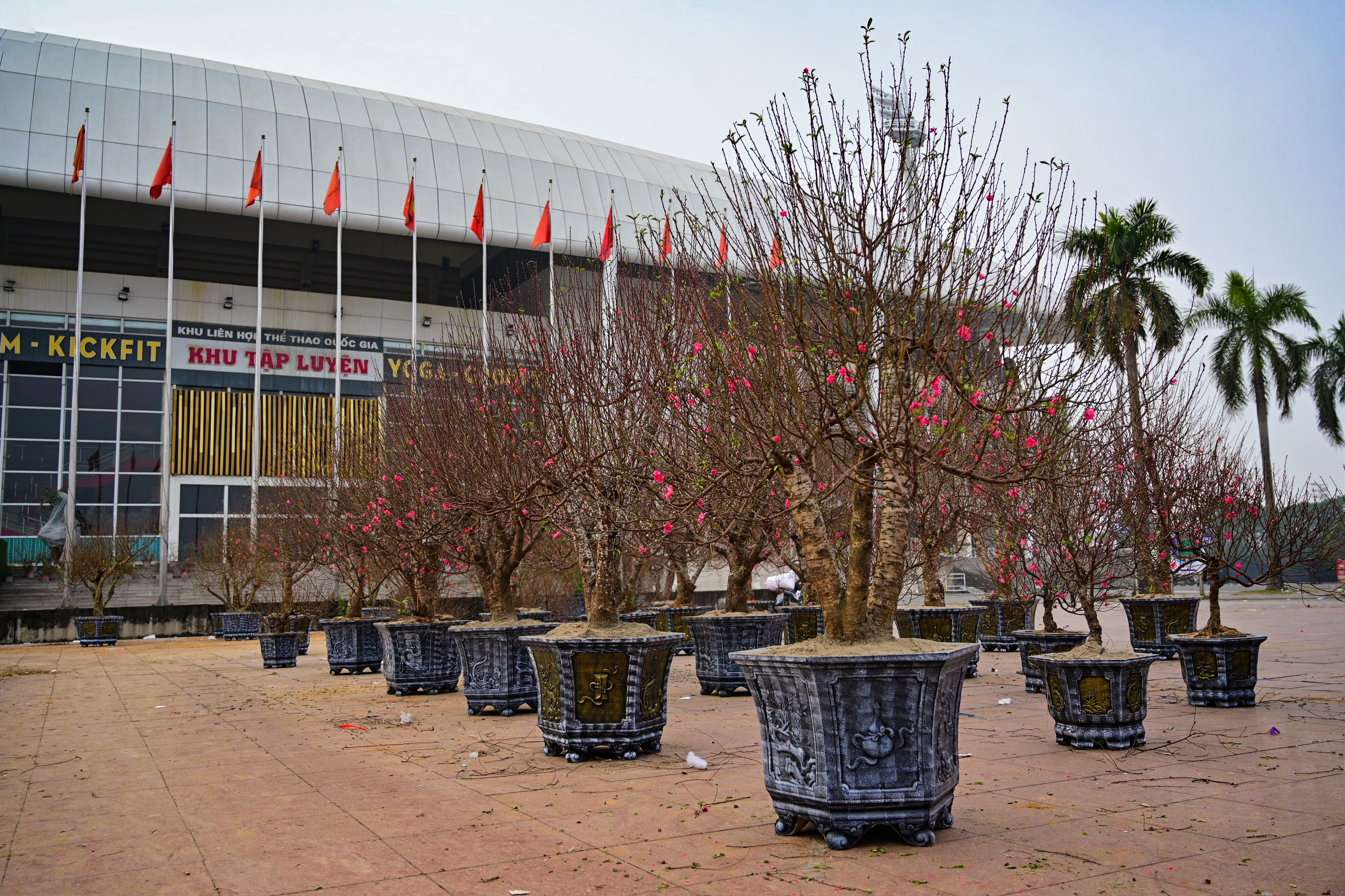 hoa lan ho diep thu hut khach,  lan ho diep gia khung anh 12