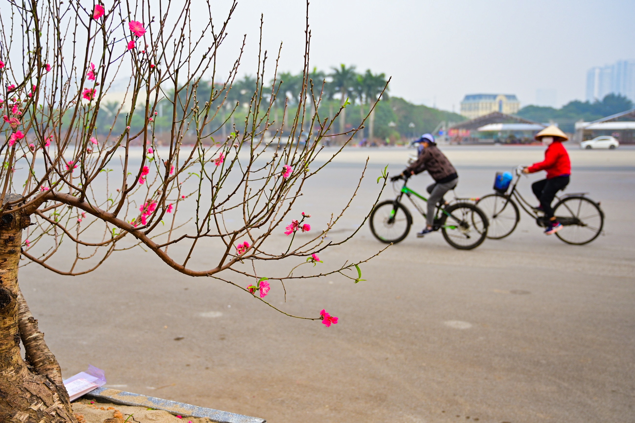 hoa lan ho diep thu hut khach,  lan ho diep gia khung anh 13