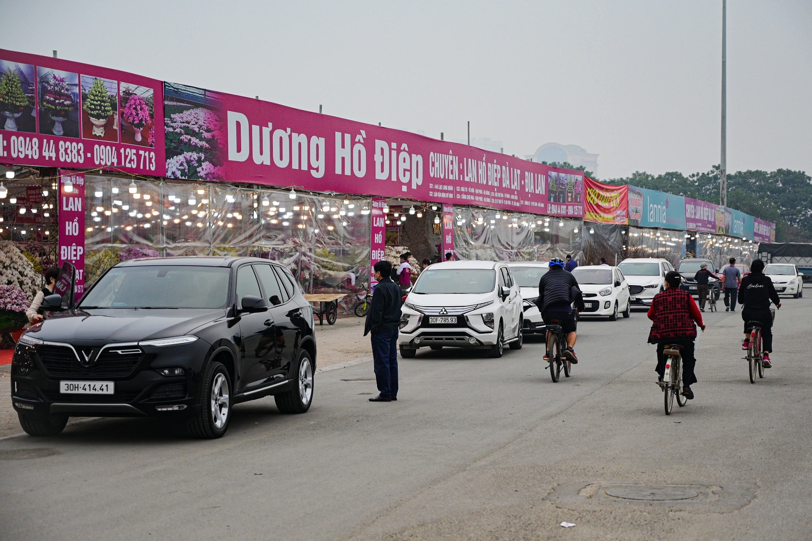 hoa lan ho diep thu hut khach,  lan ho diep gia khung anh 2