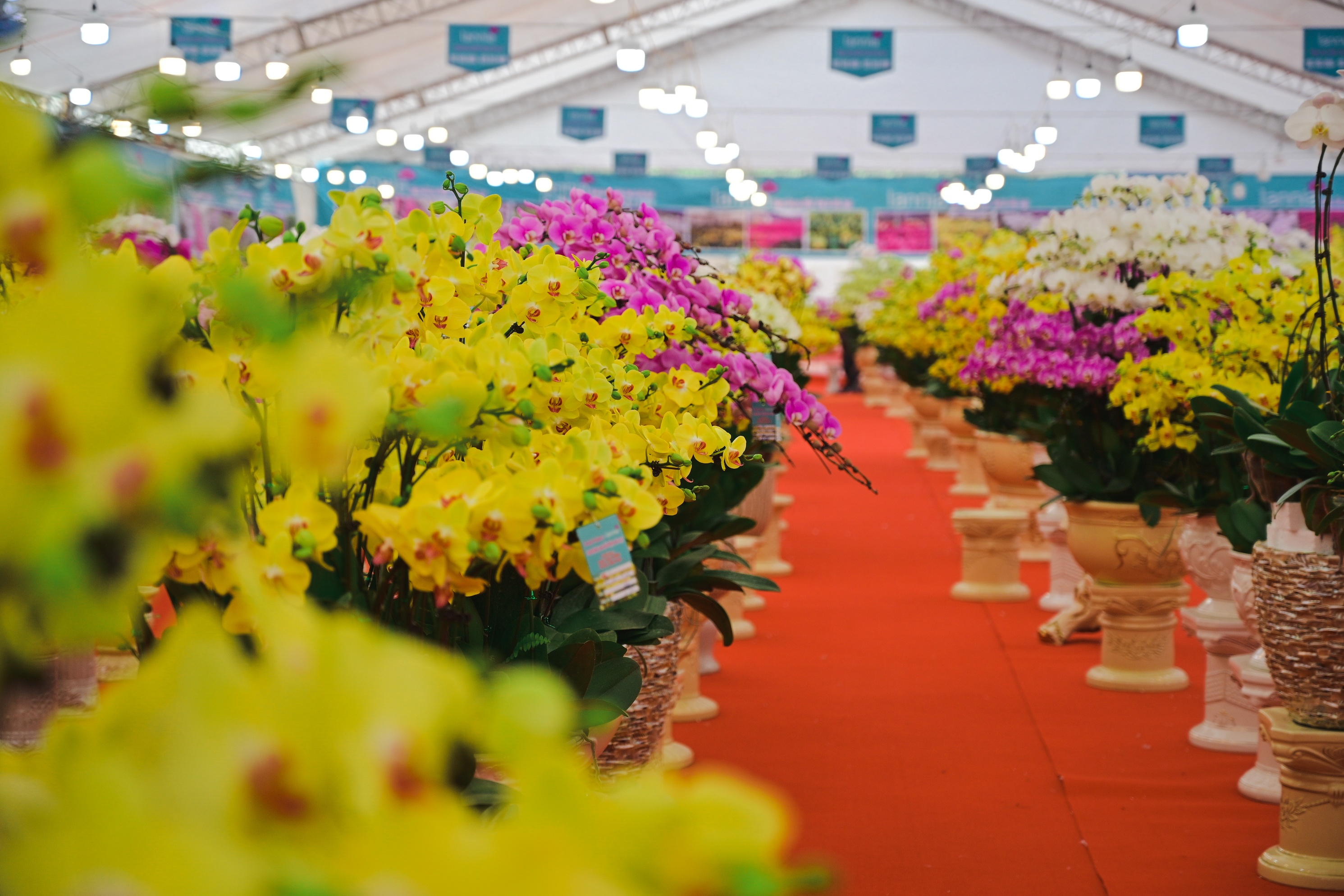 hoa lan ho diep thu hut khach,  lan ho diep gia khung anh 3