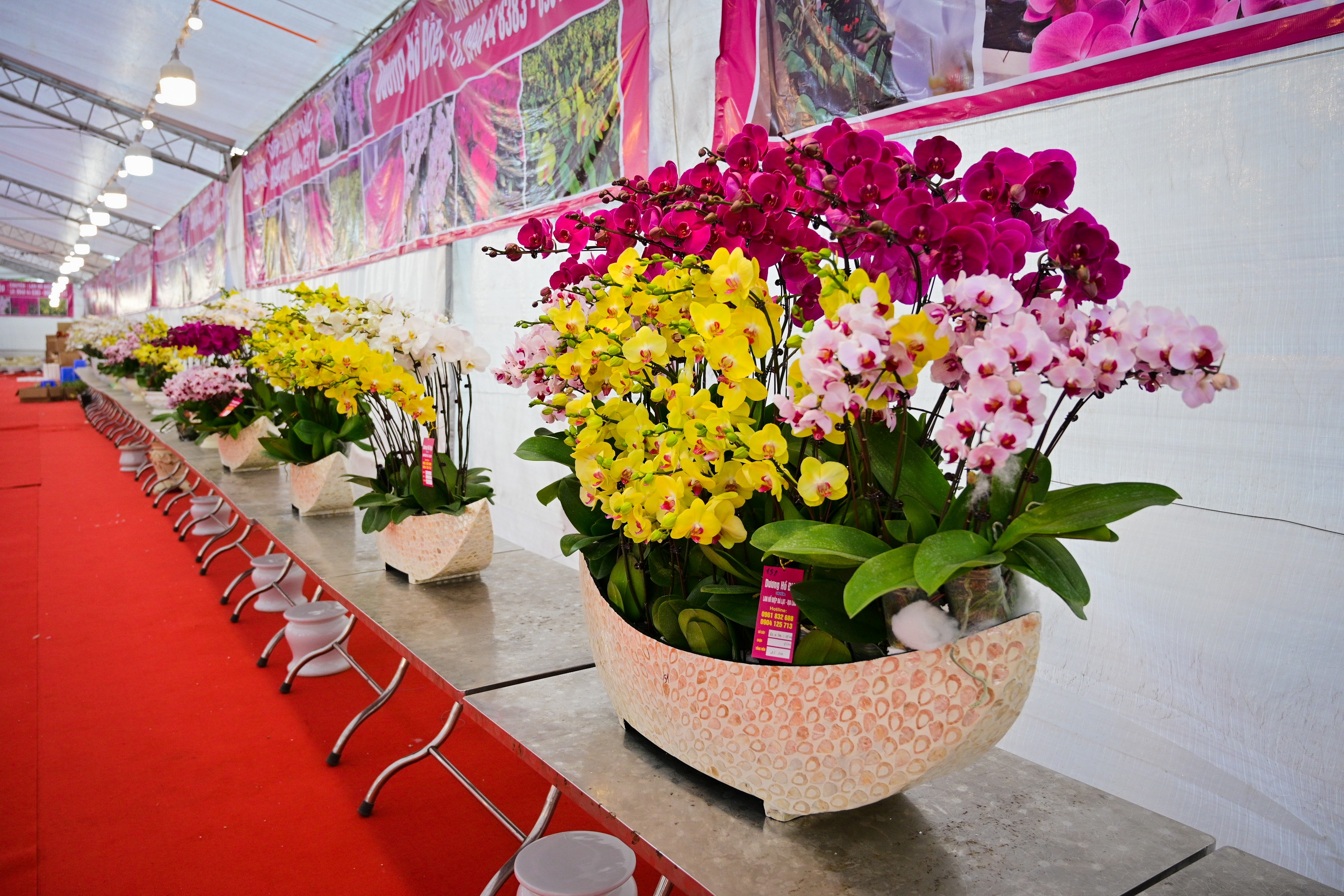 hoa lan ho diep thu hut khach,  lan ho diep gia khung anh 4