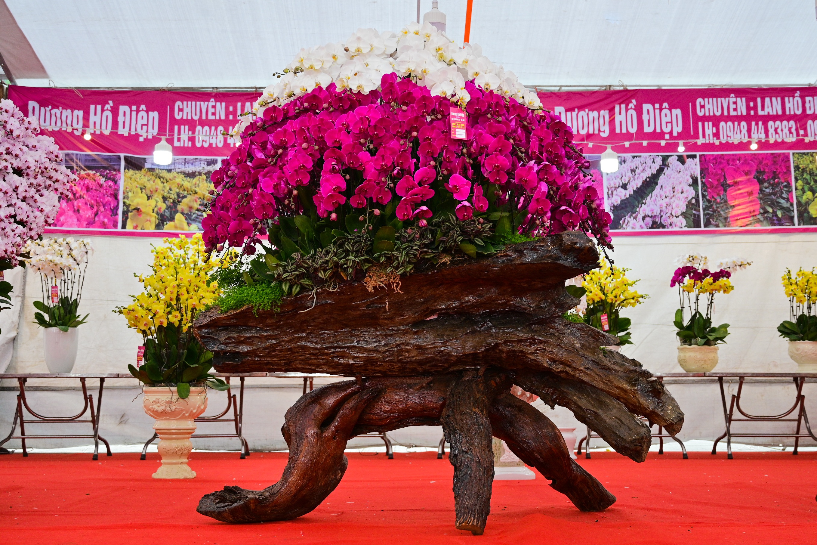 hoa lan ho diep thu hut khach,  lan ho diep gia khung anh 5