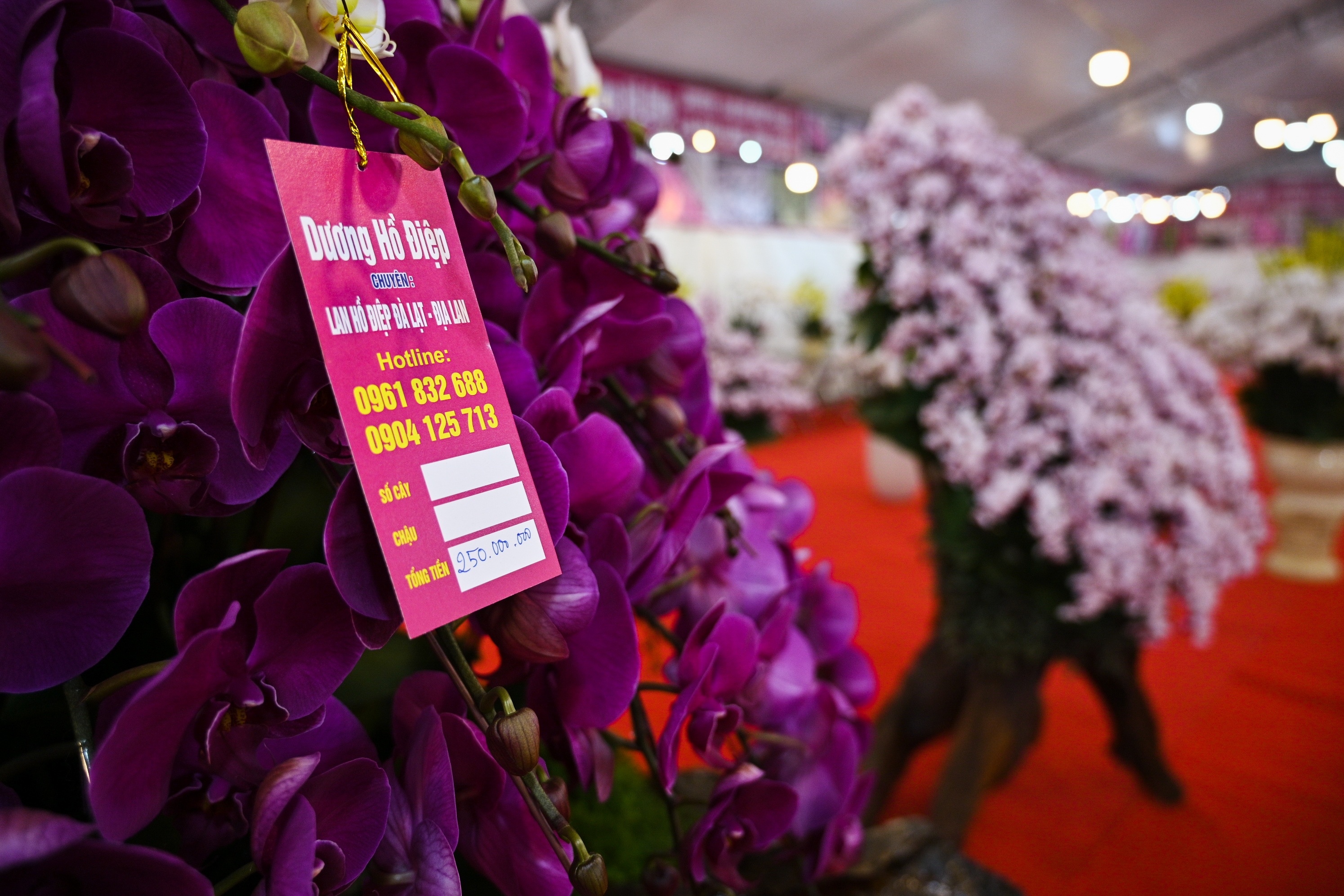 hoa lan ho diep thu hut khach,  lan ho diep gia khung anh 6