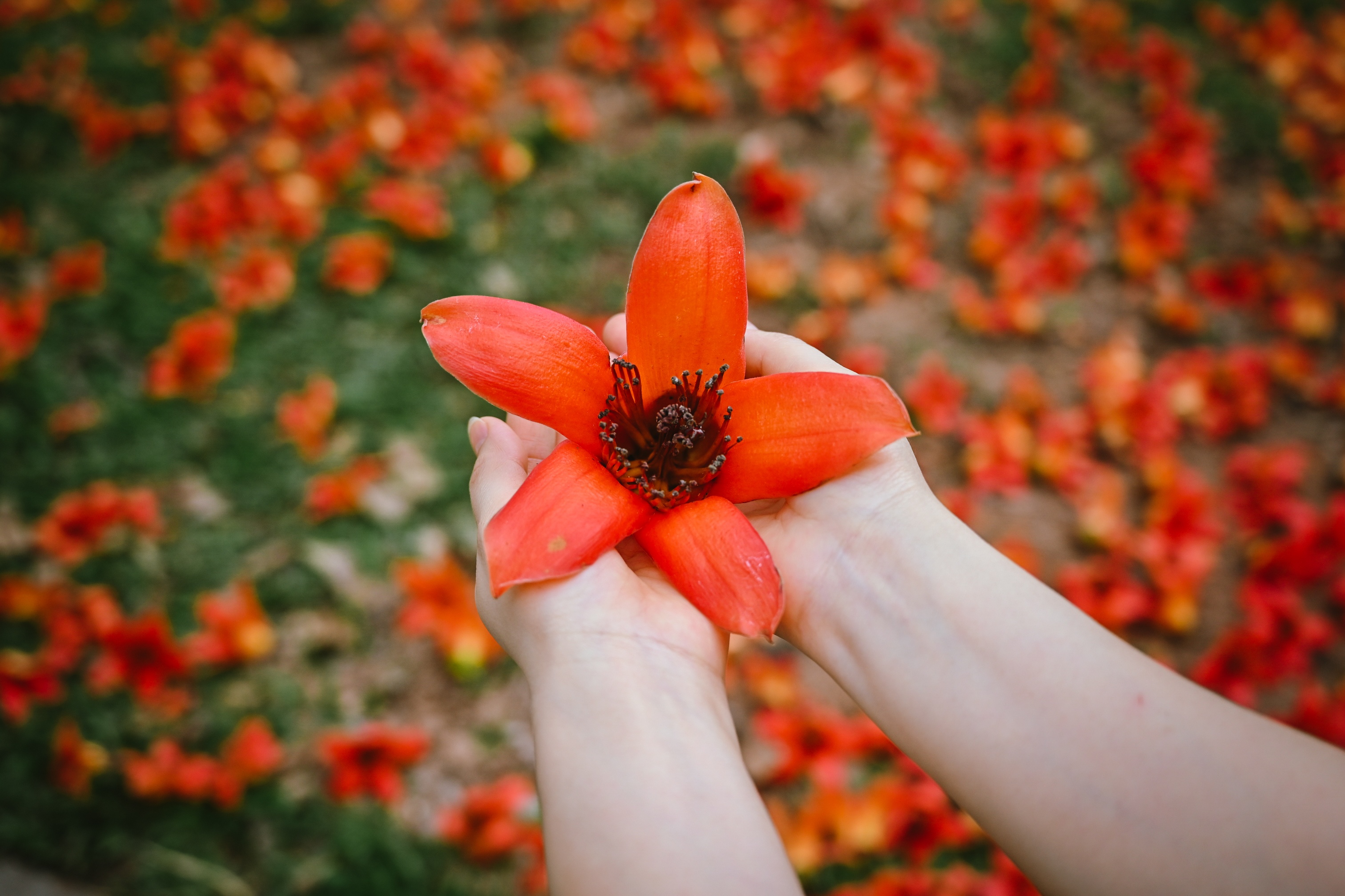 cay hoa gao co thu,  cay hoa gao,  du lich anh 3