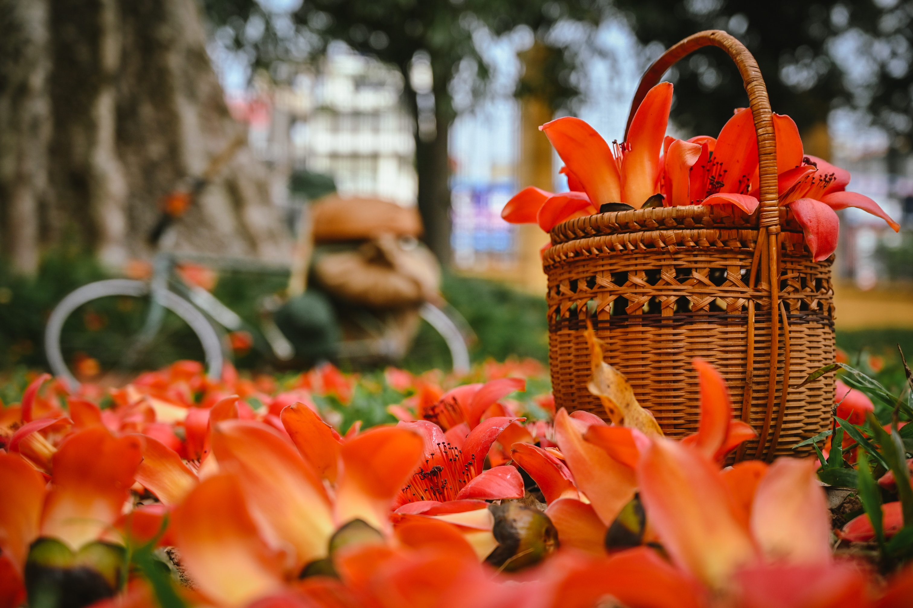 cay hoa gao co thu,  cay hoa gao,  du lich anh 6