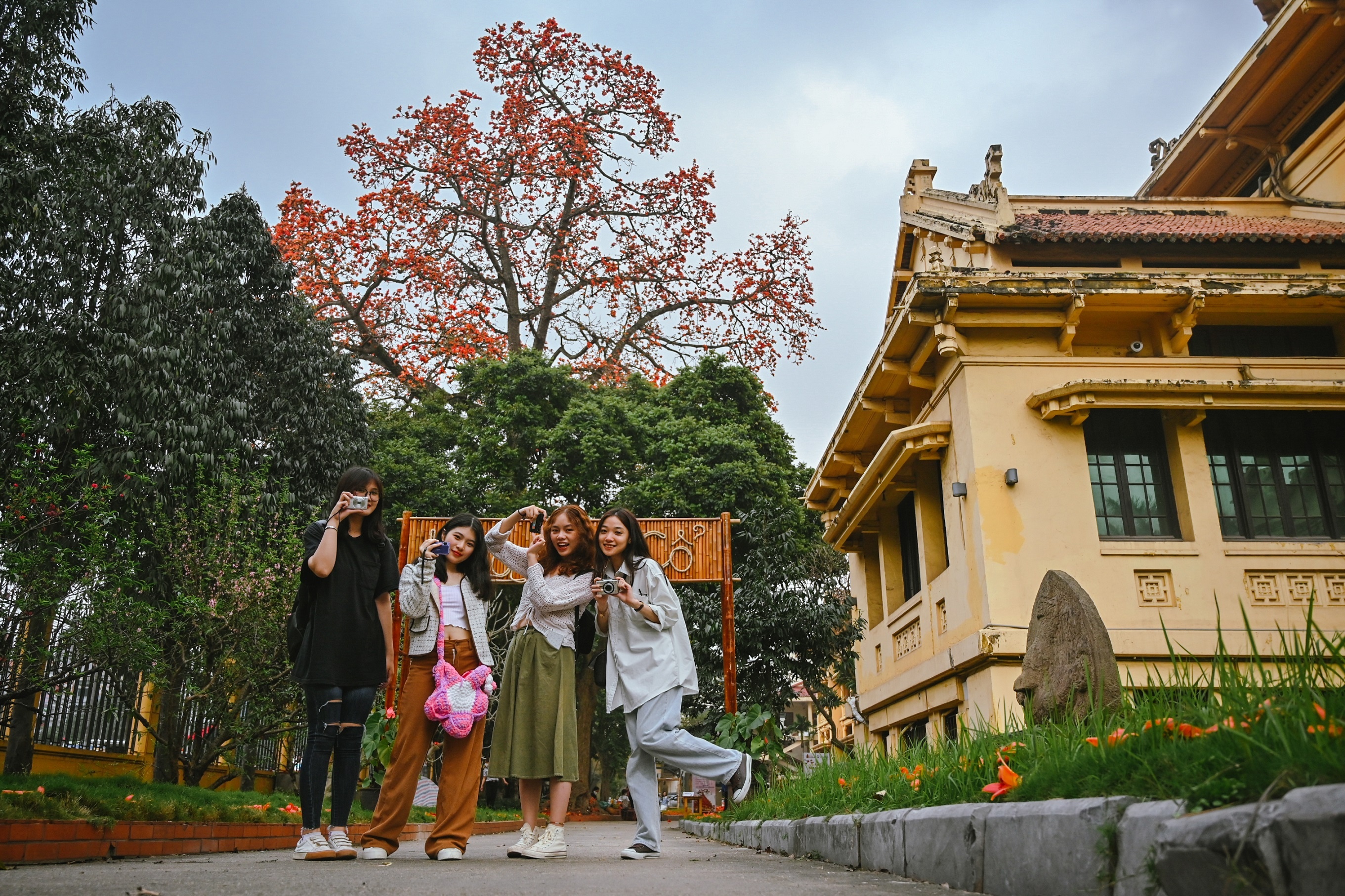 Cay hoa gao lon o Ha Noi bung no thu hut gioi tre hinh anh