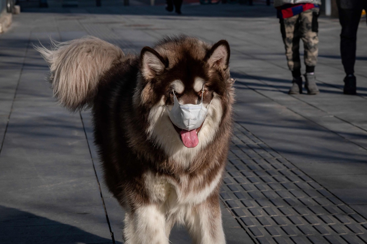 cho co lay virus corona khong anh 1