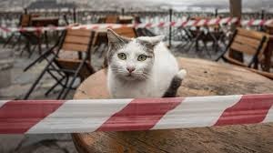 Cho va meo co lay lan Covid-19? hinh anh